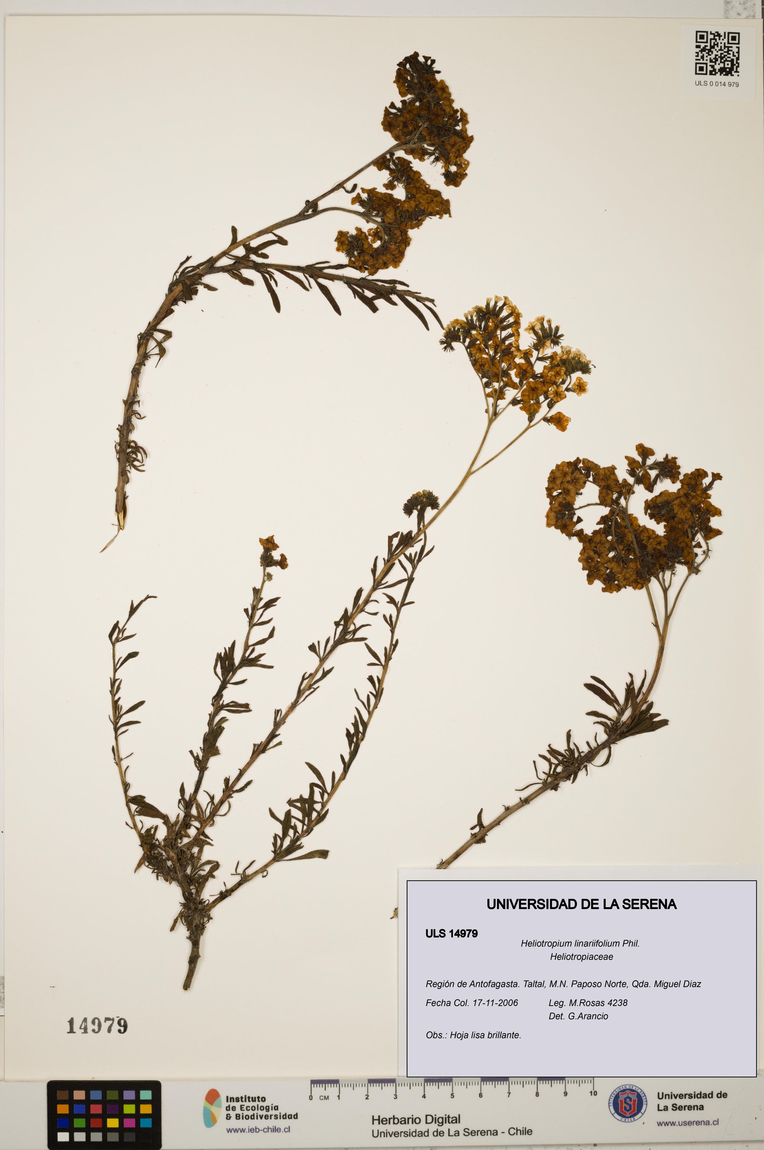 Heliotropium linariifolium [Espécimen: ]
