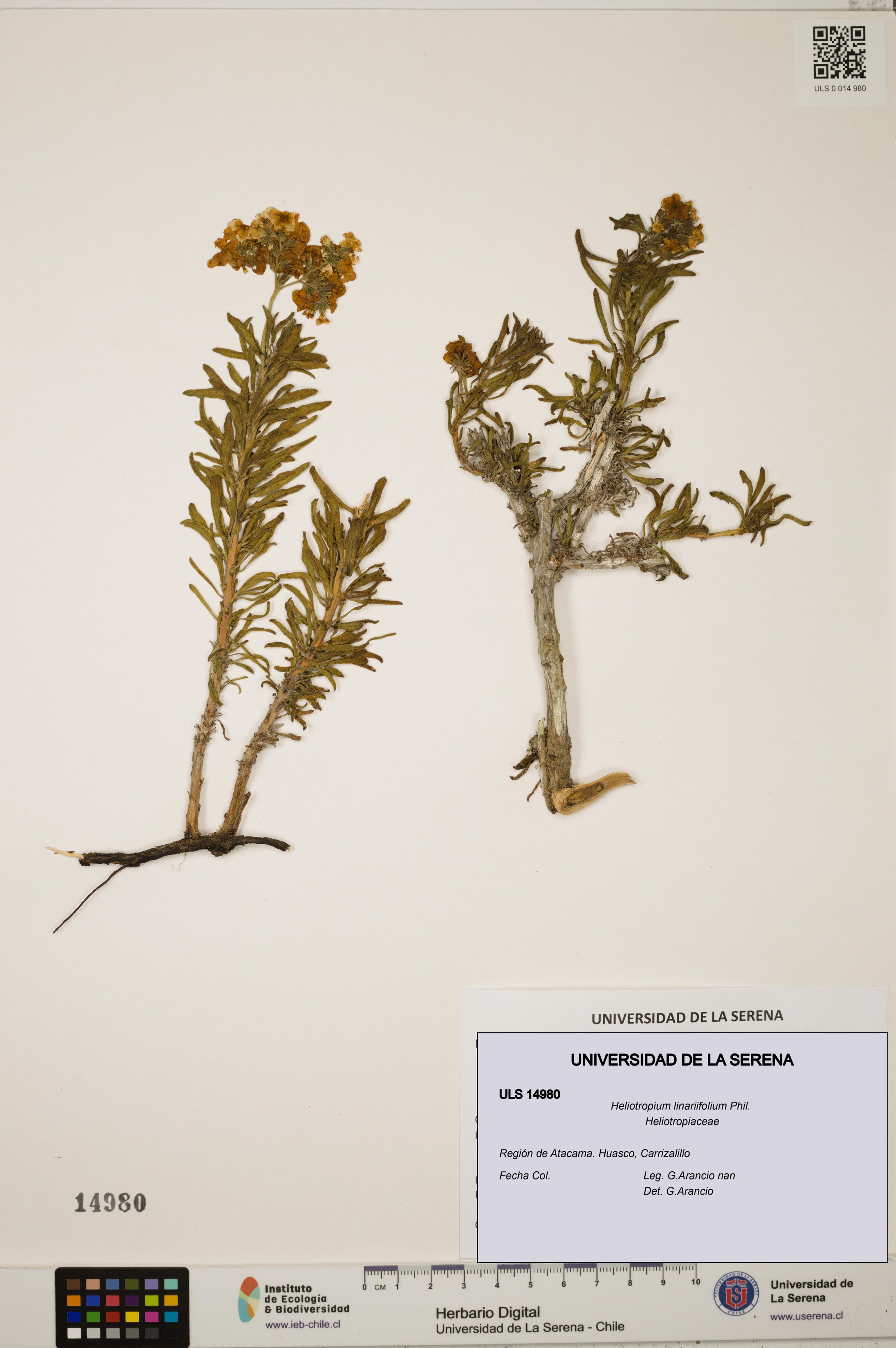 Heliotropium linariifolium [Espécimen: ]
