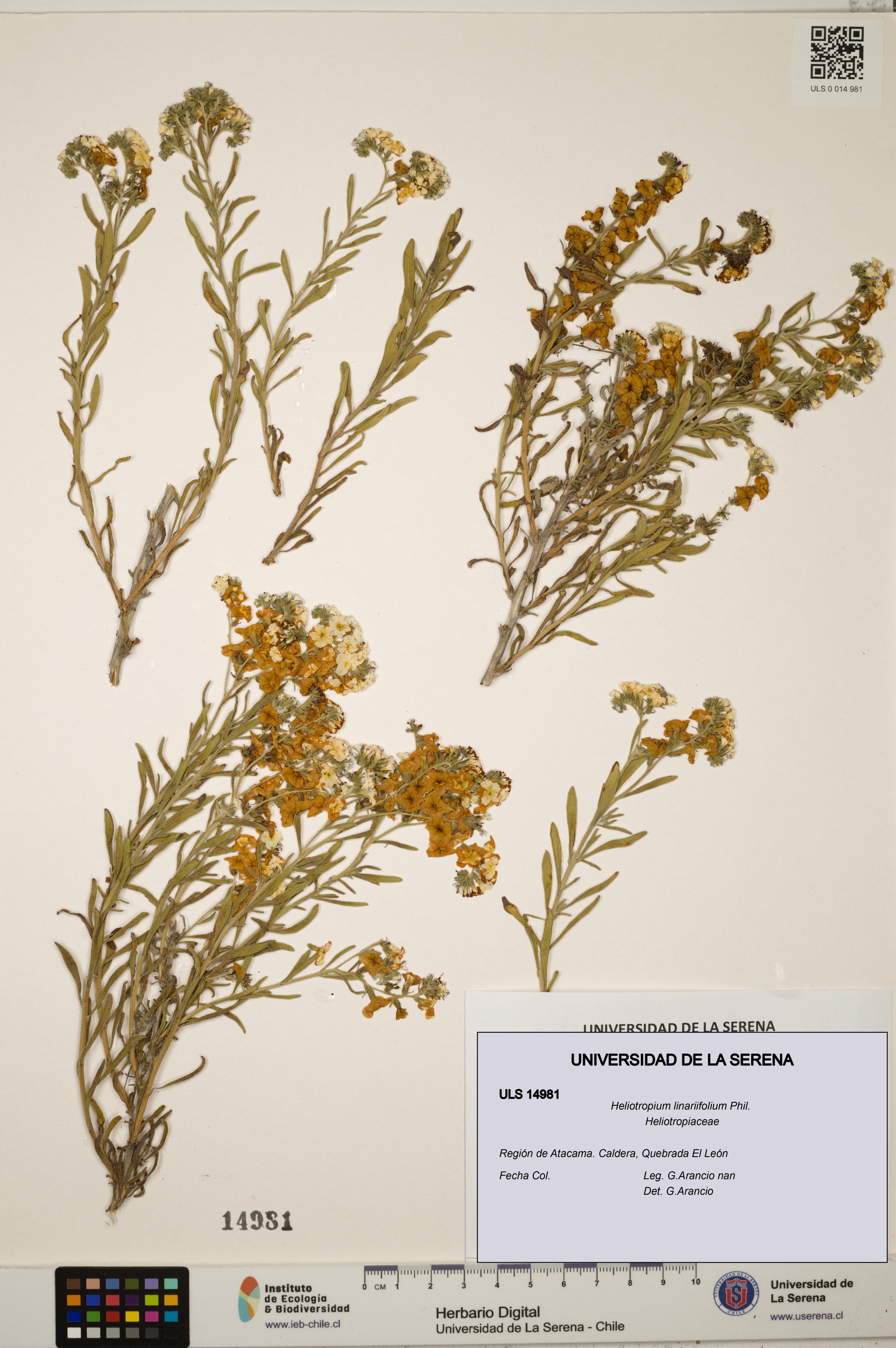 Heliotropium linariifolium [Espécimen: ]