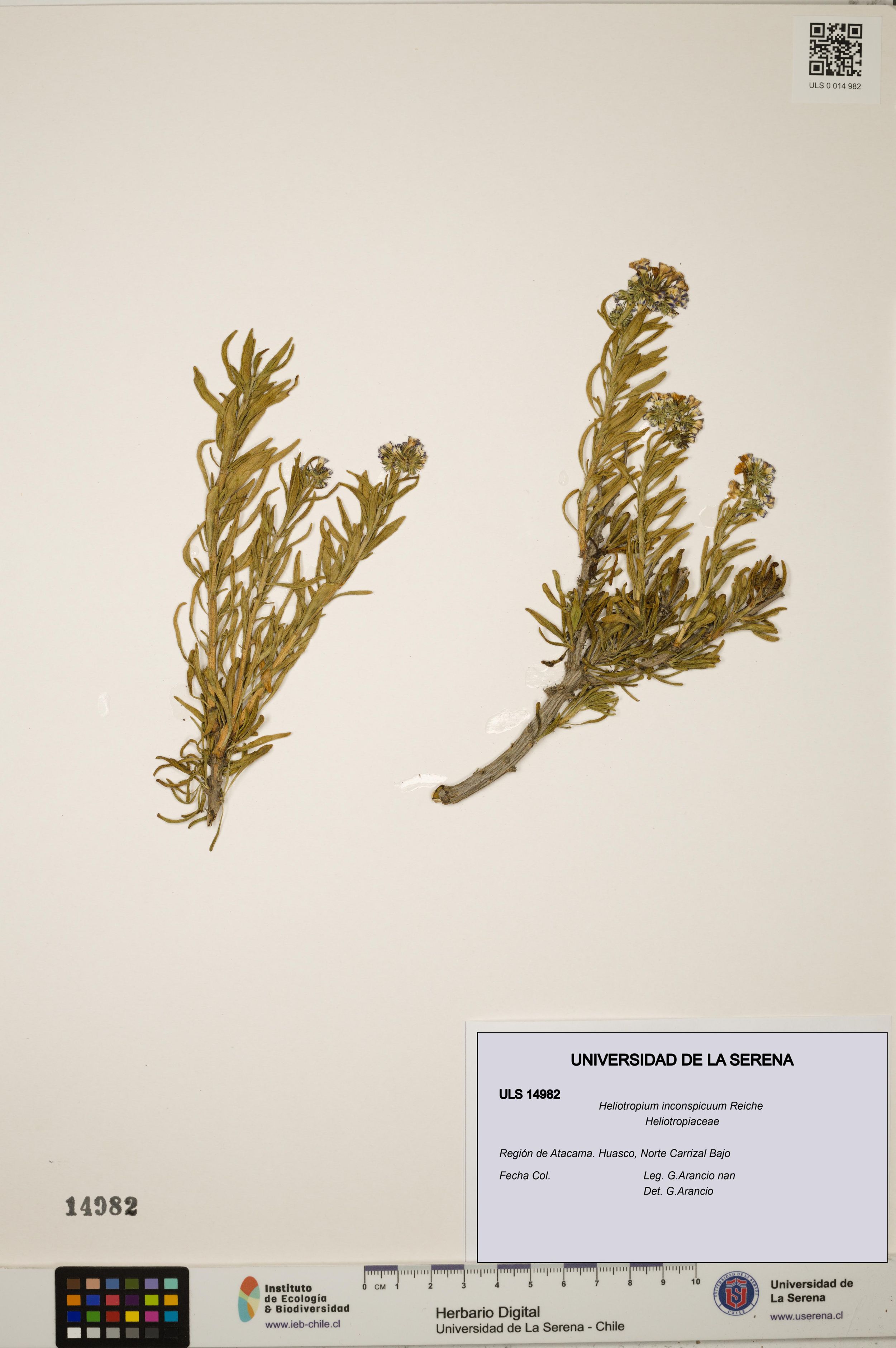 Heliotropium inconspicuum [Espécimen: ]