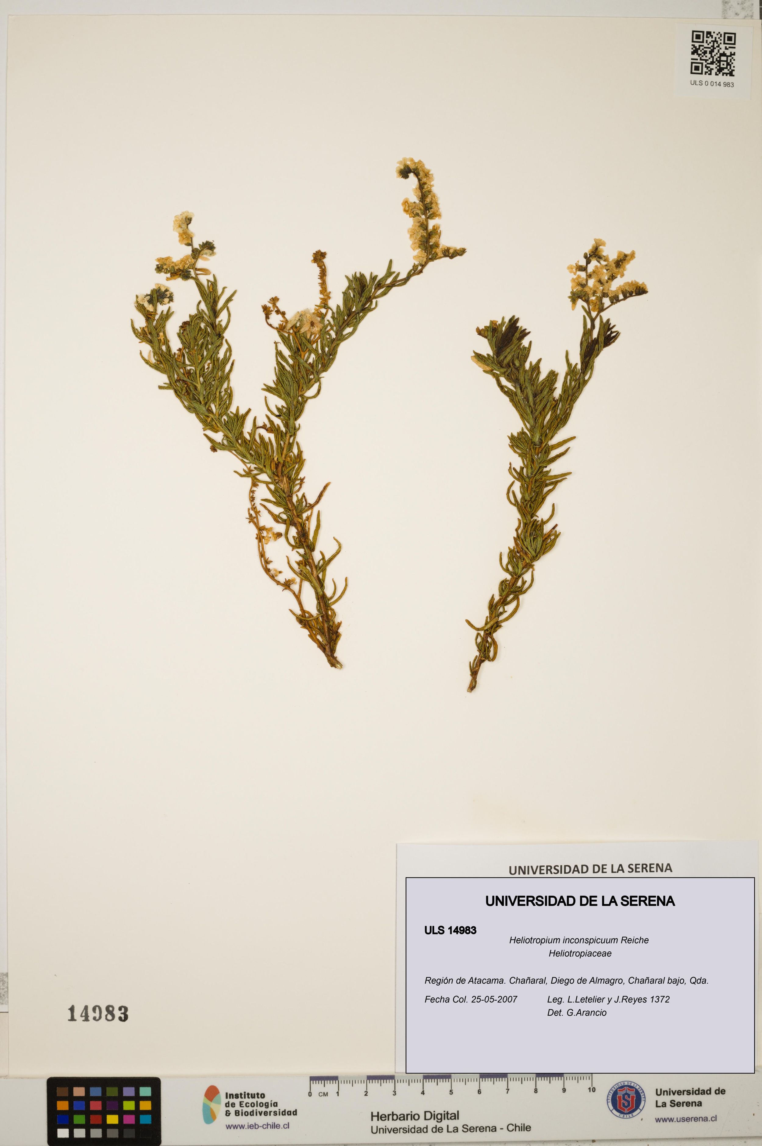 Heliotropium inconspicuum [Espécimen: ]