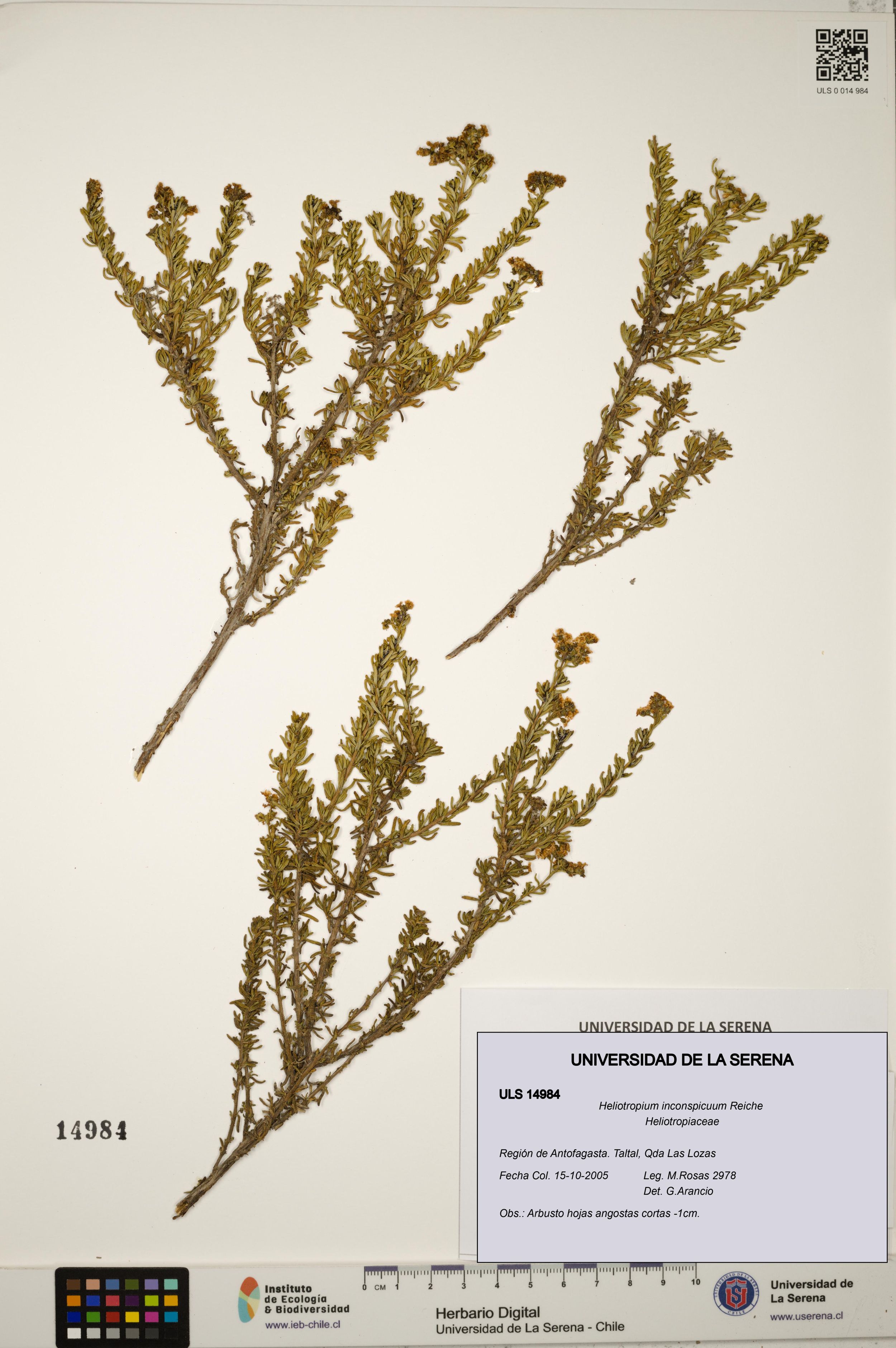 Heliotropium inconspicuum [Espécimen: ]