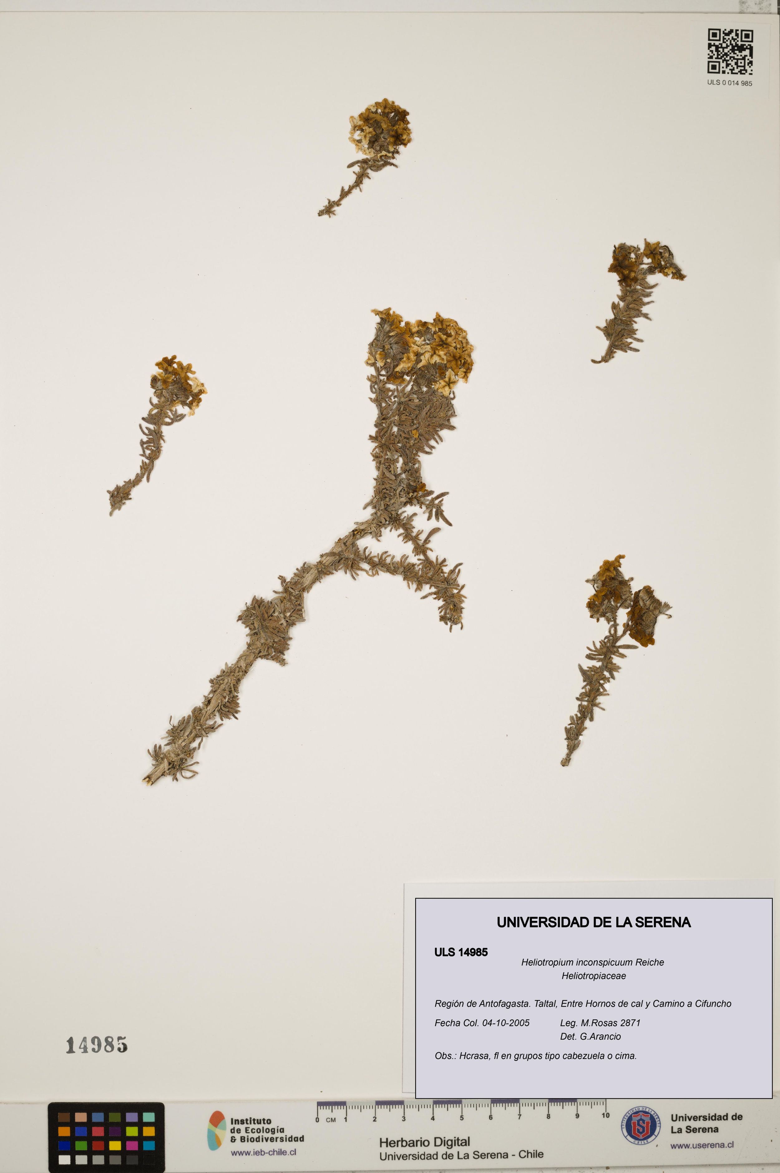 Heliotropium inconspicuum [Espécimen: ]