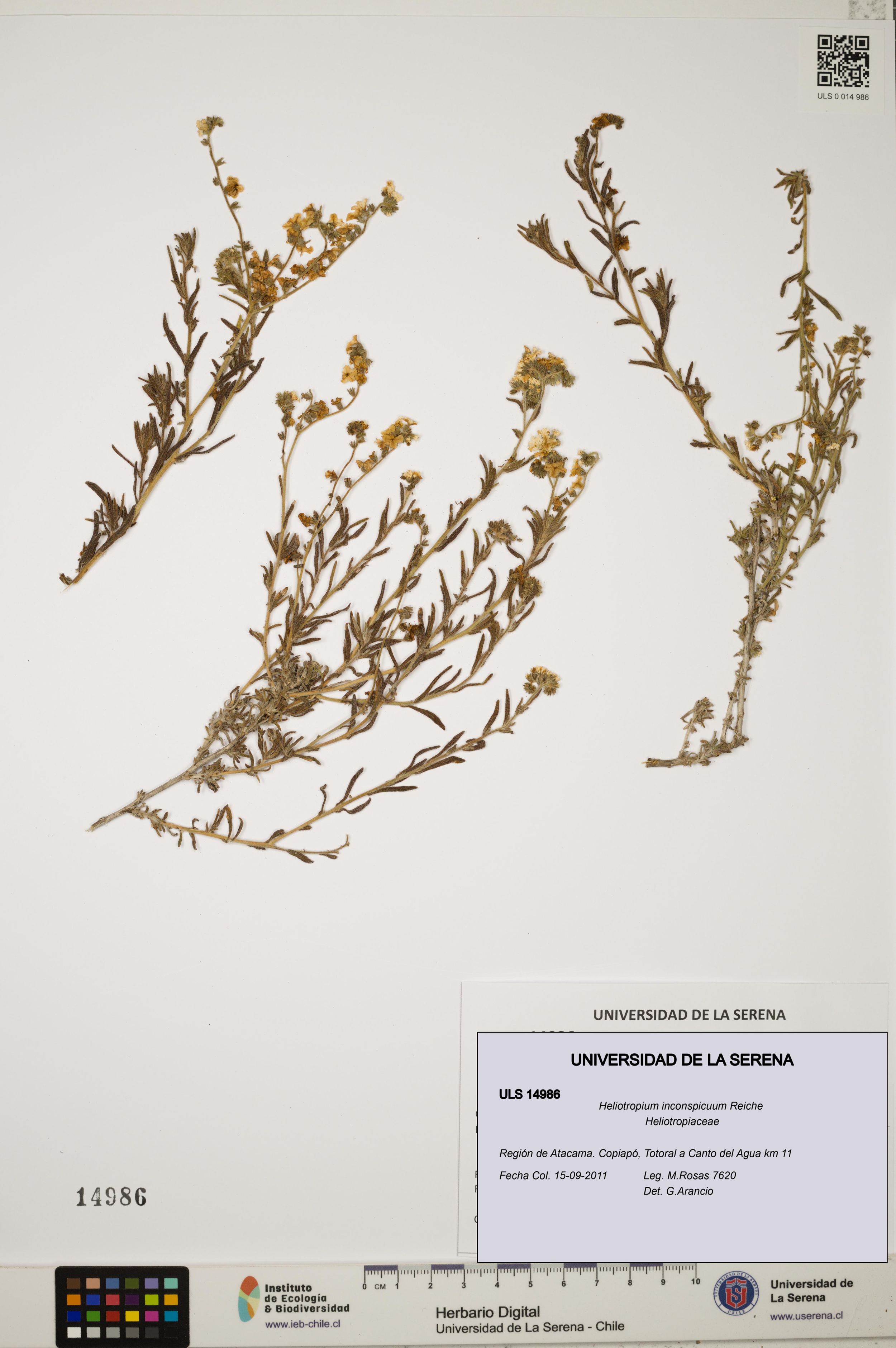 Heliotropium inconspicuum [Espécimen: ]