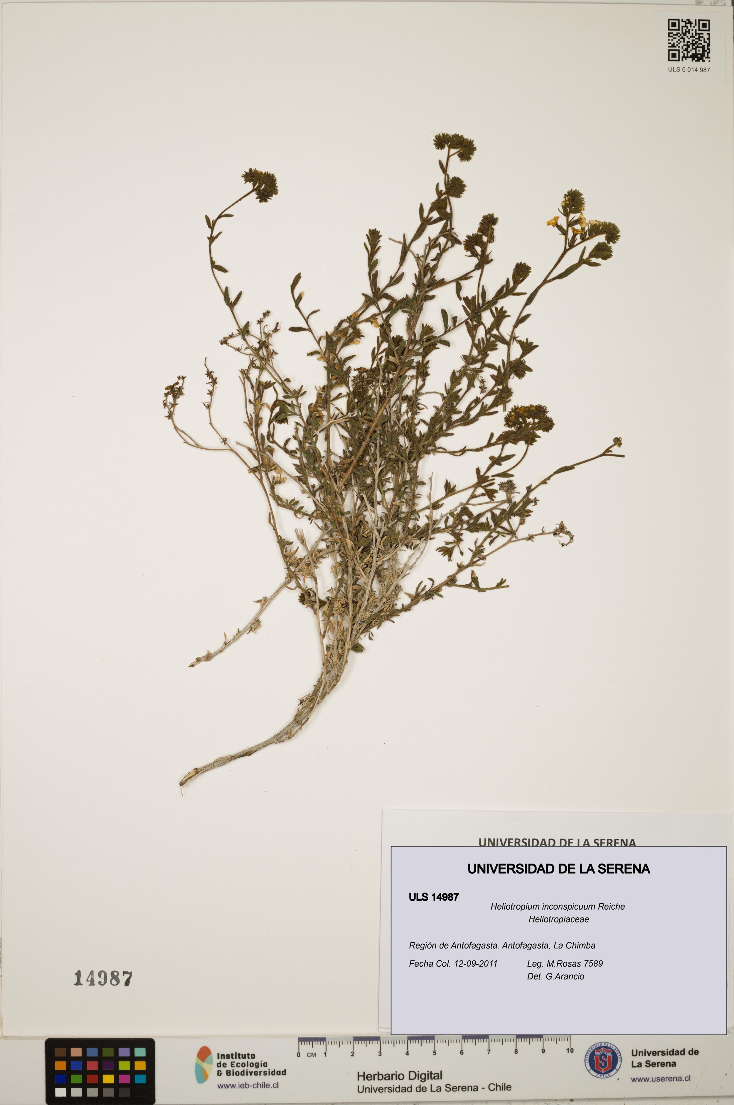Heliotropium inconspicuum [Espécimen: ]