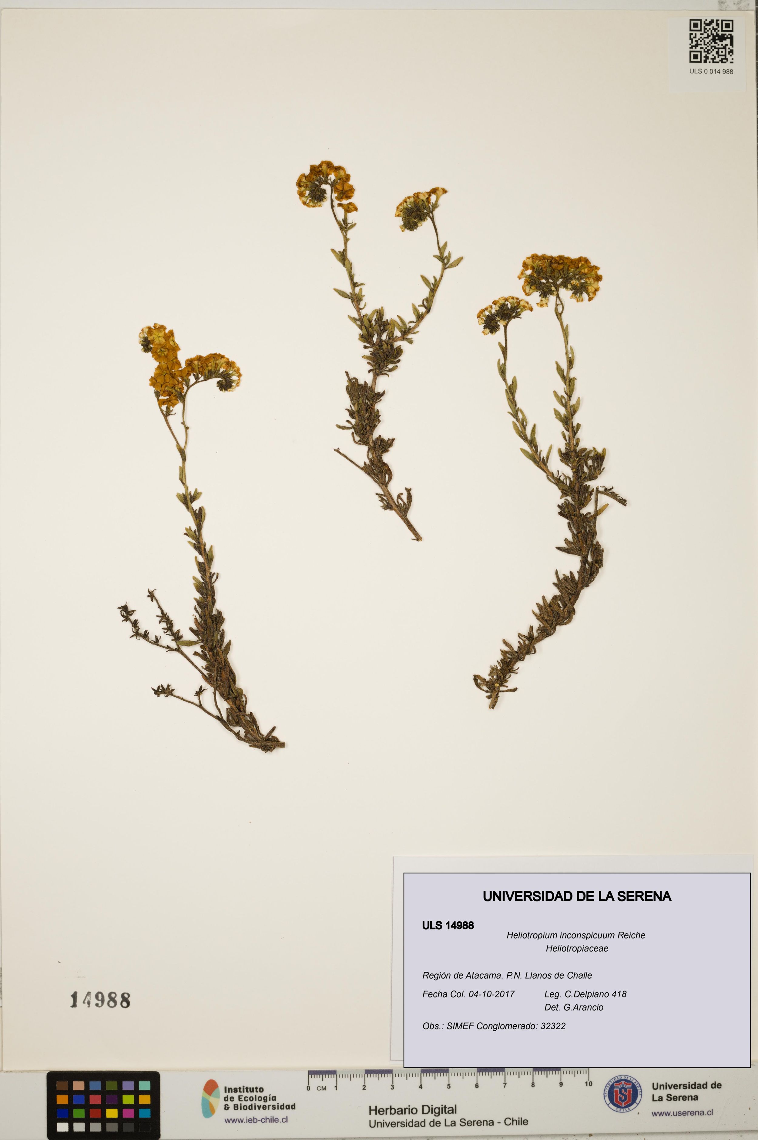 Heliotropium inconspicuum [Espécimen: ]