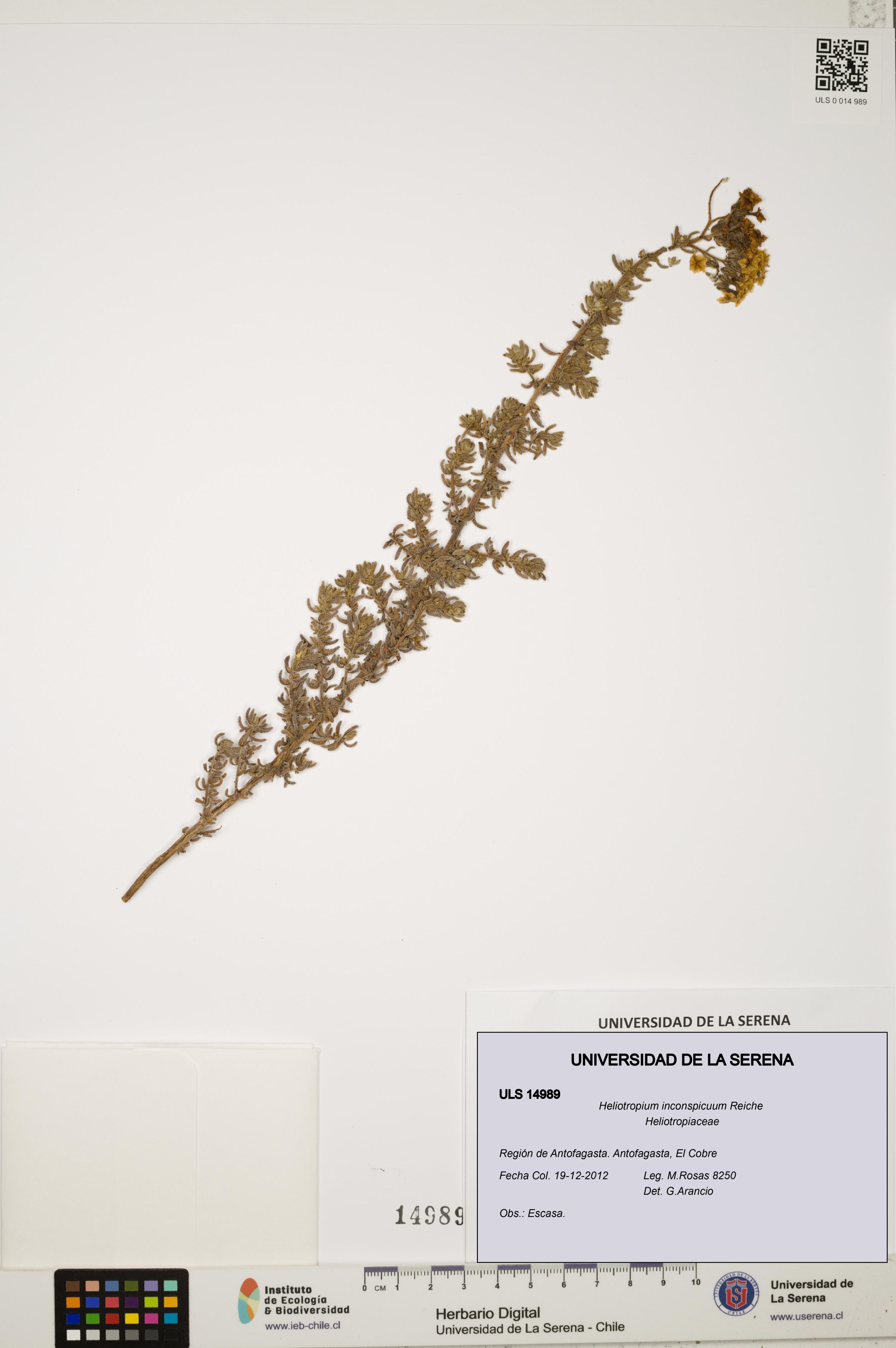 Heliotropium inconspicuum [Espécimen: ]