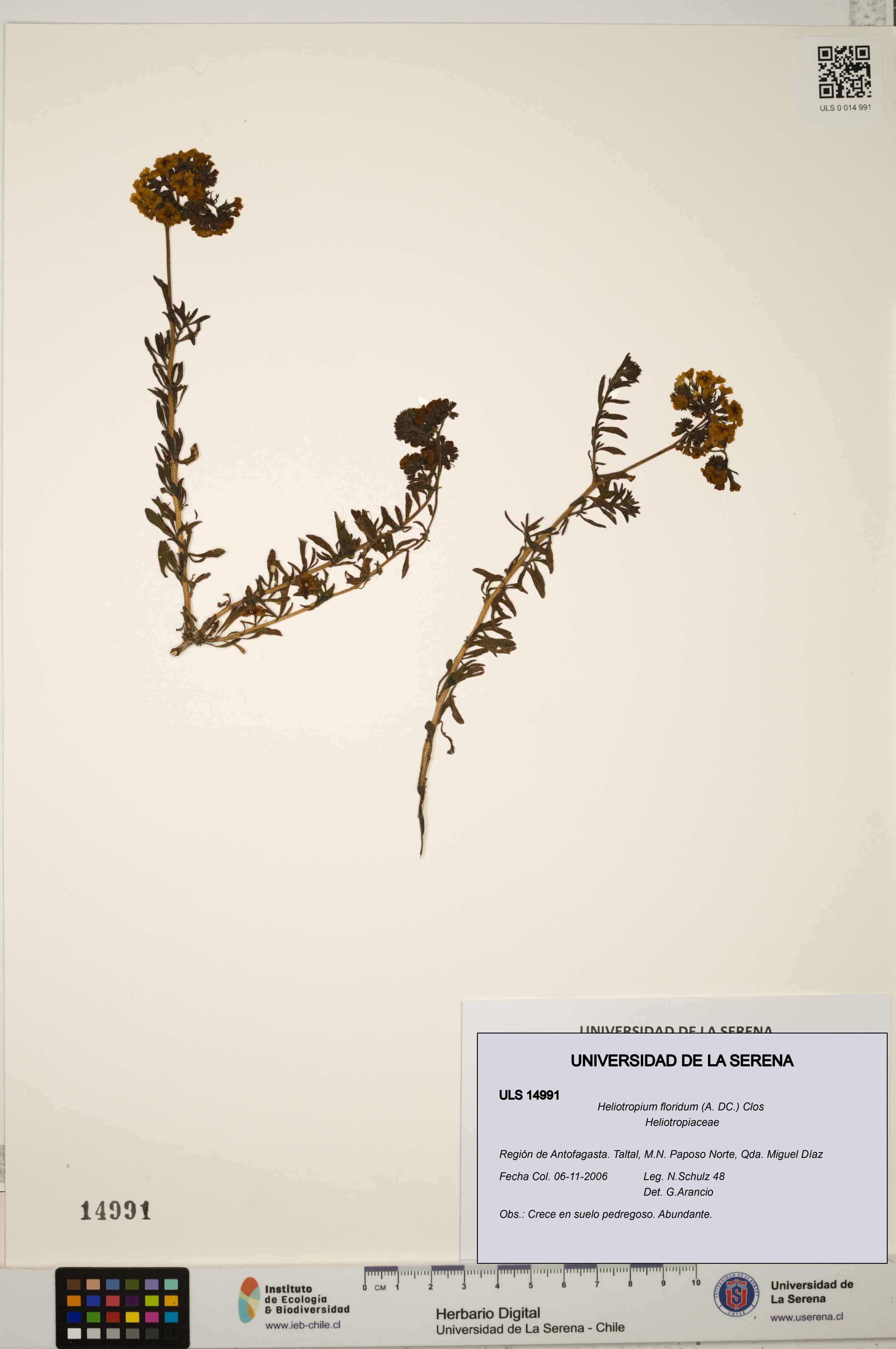 Heliotropium floridum [Espécimen: ]