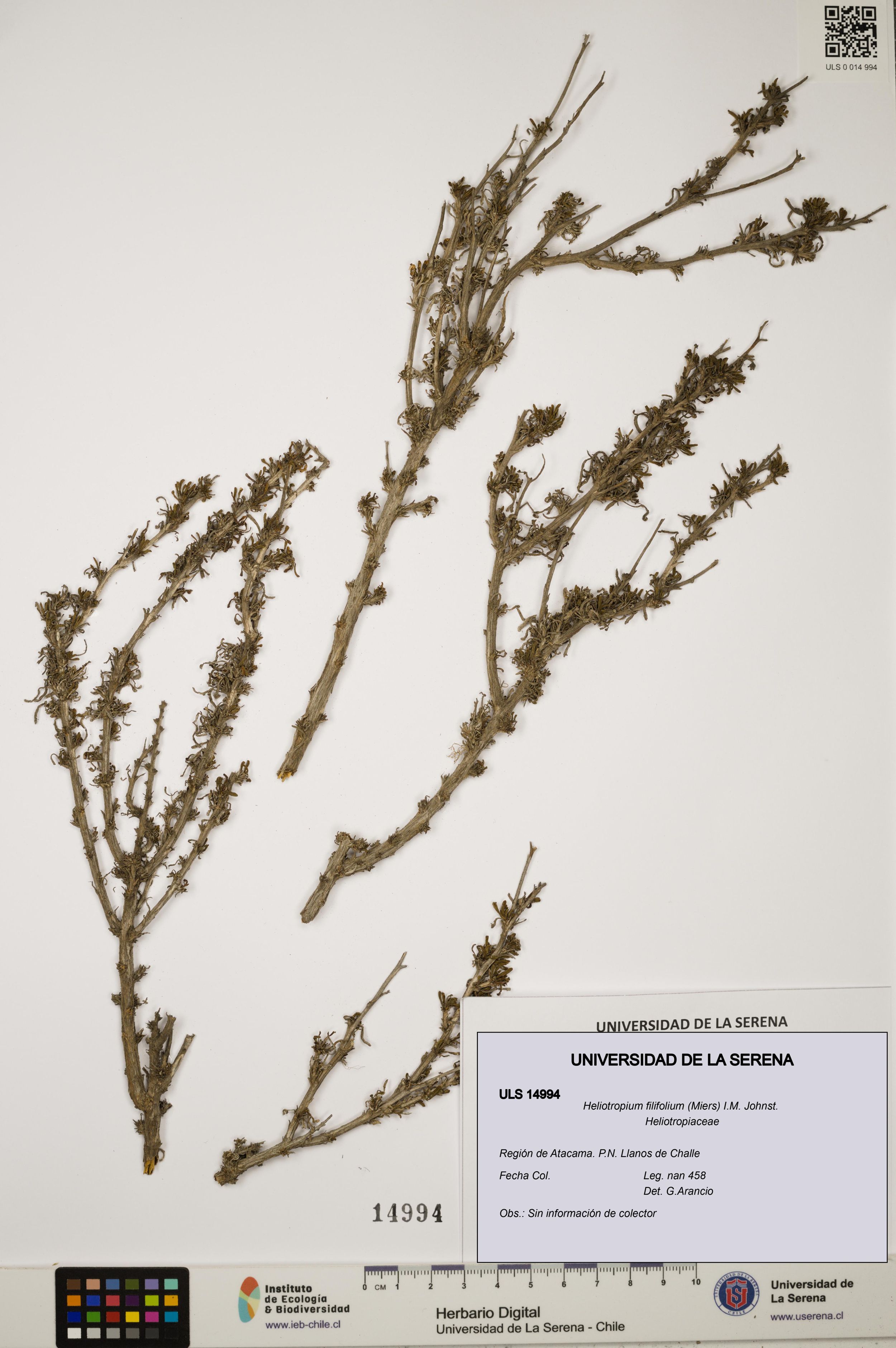 Heliotropium filifolium [Espécimen: ]