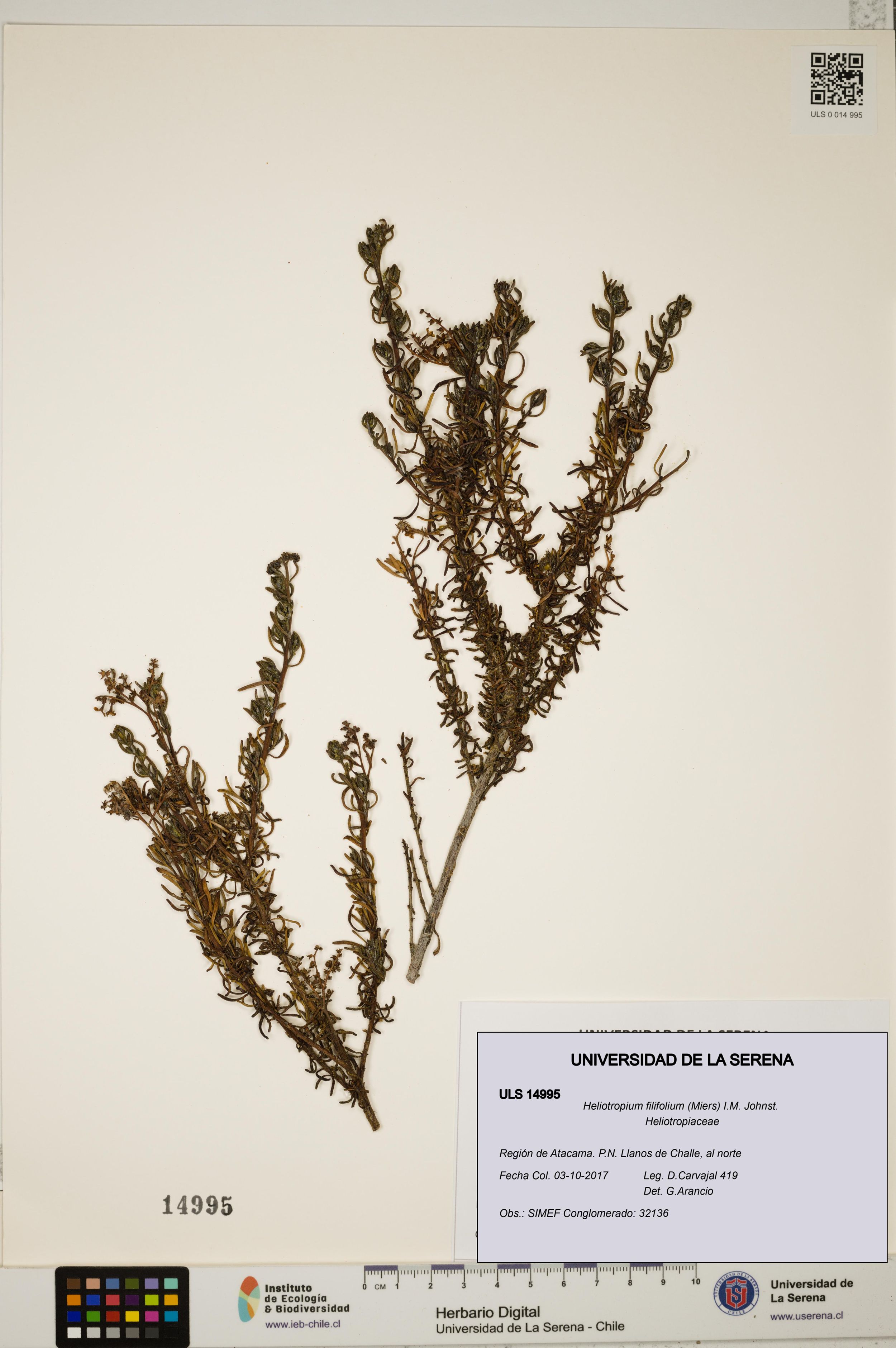 Heliotropium filifolium [Espécimen: ]