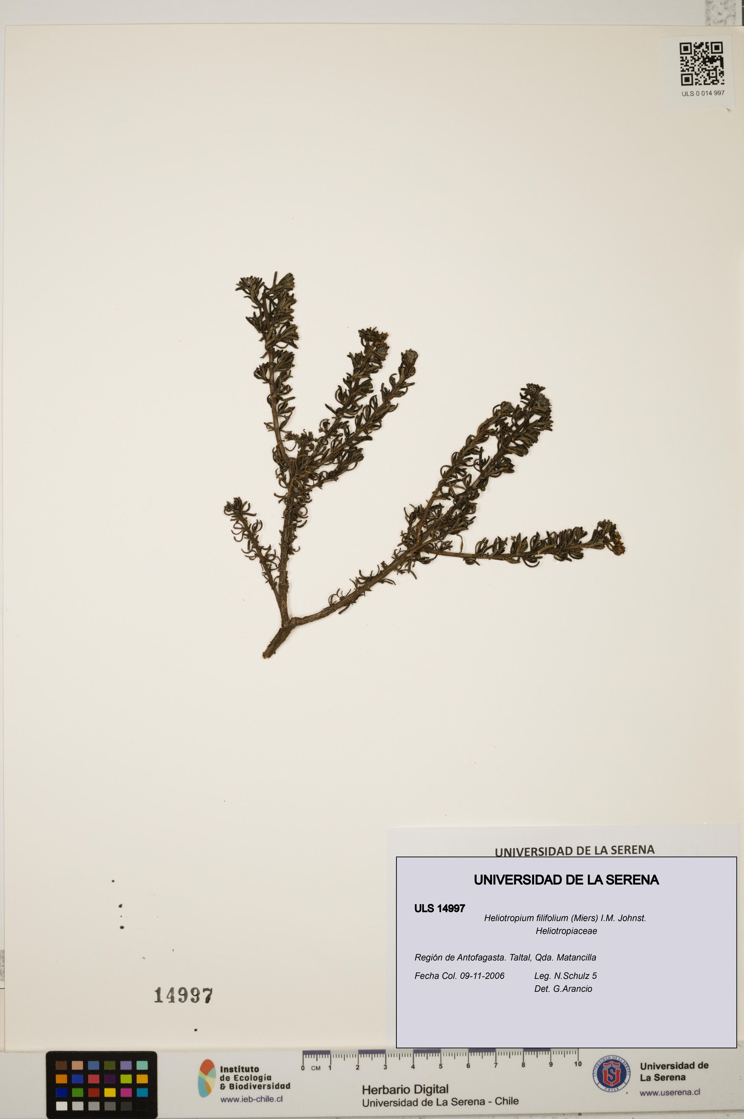 Heliotropium filifolium [Espécimen: ]