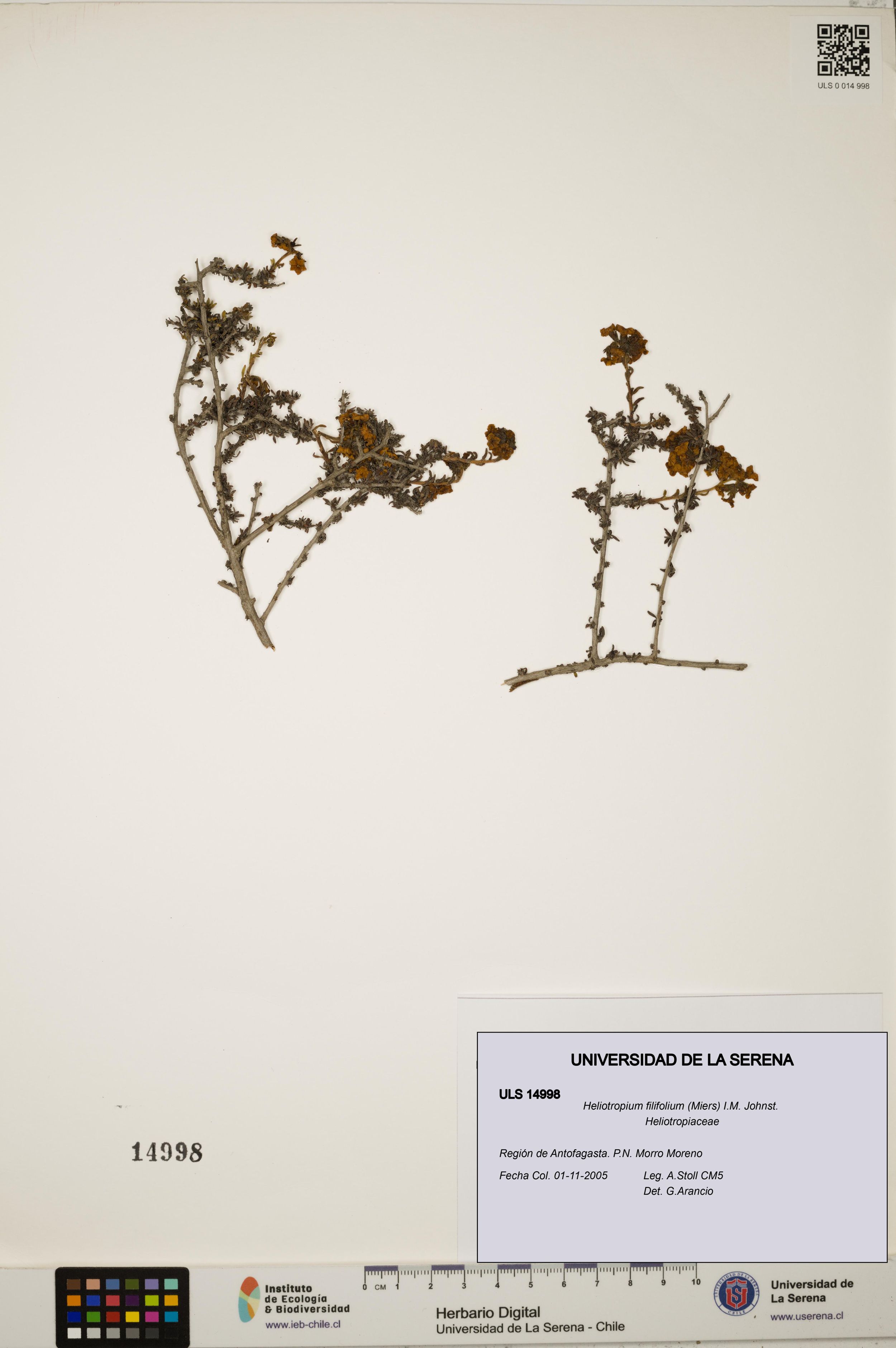 Heliotropium filifolium [Espécimen: ]