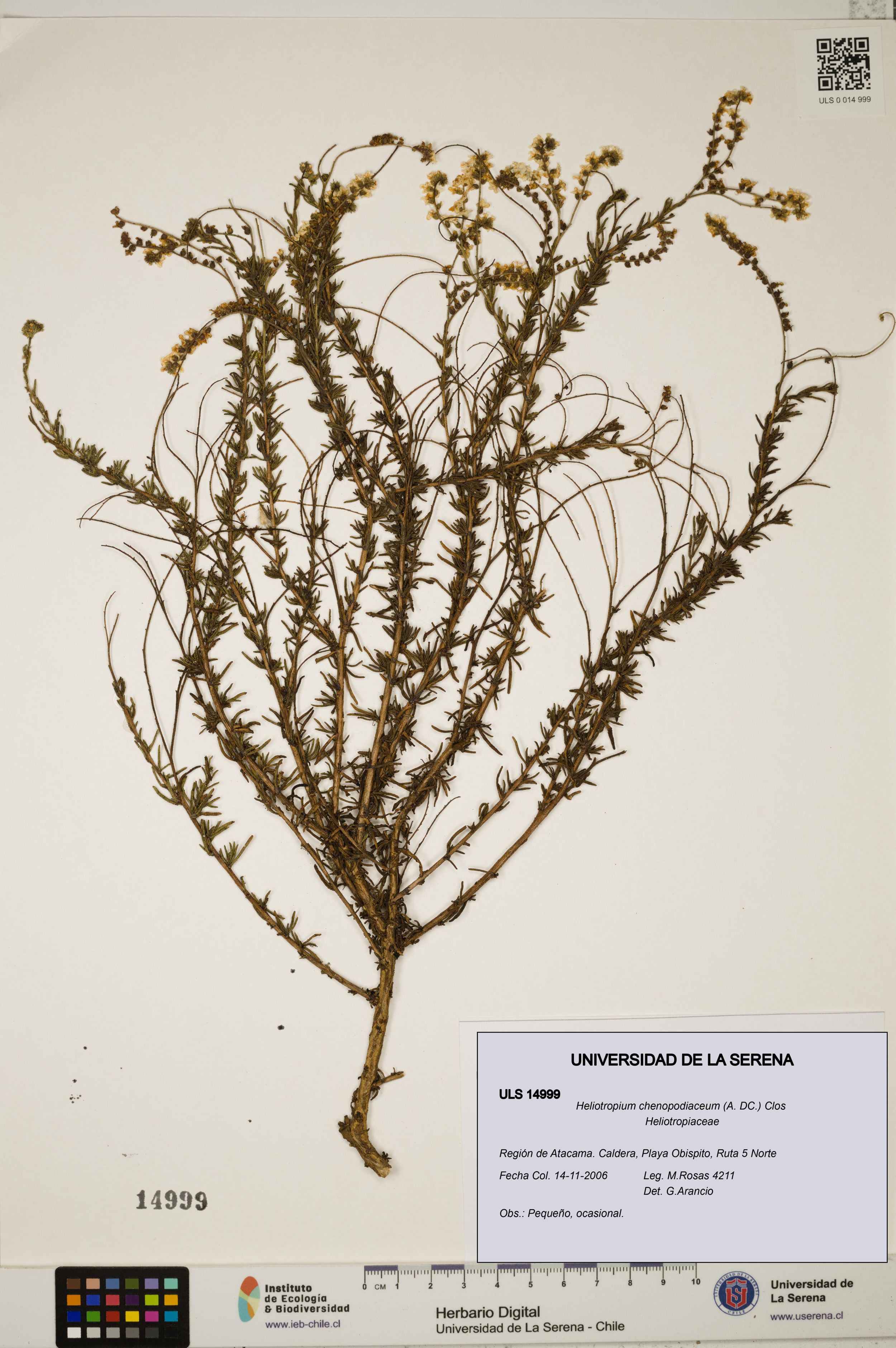 Heliotropium chenopodiaceum [Espécimen: ]