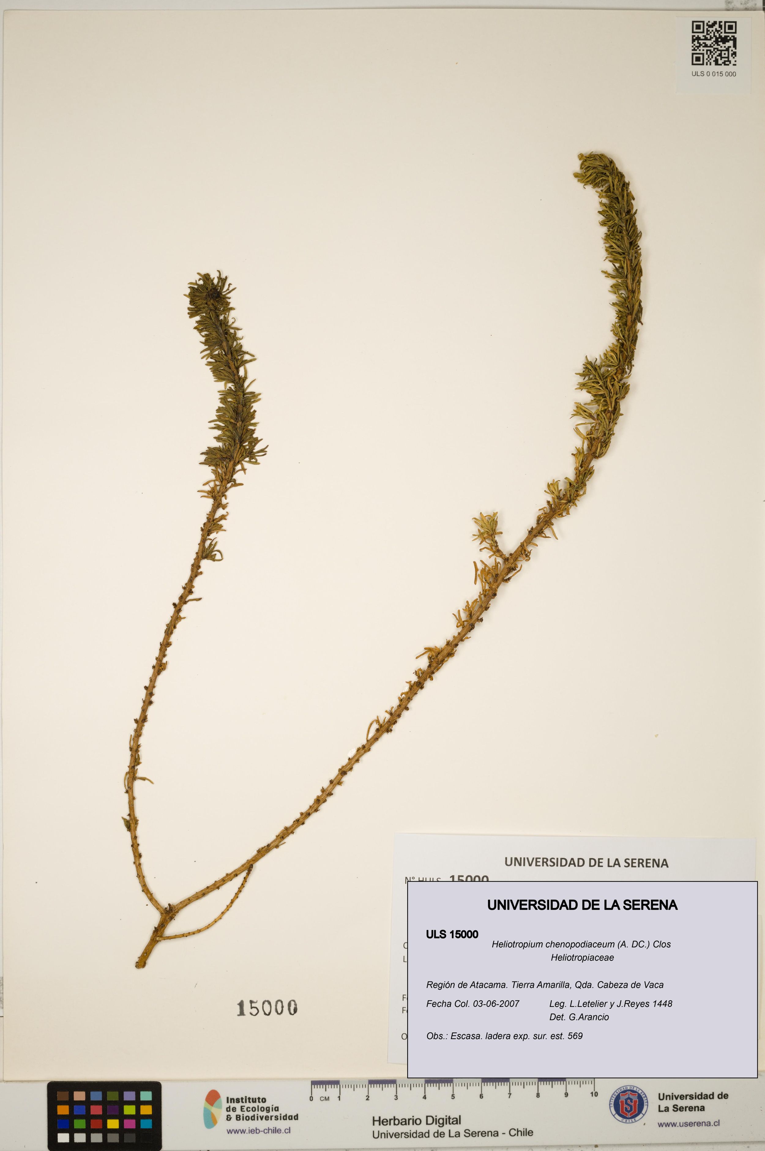 Heliotropium chenopodiaceum [Espécimen: ]