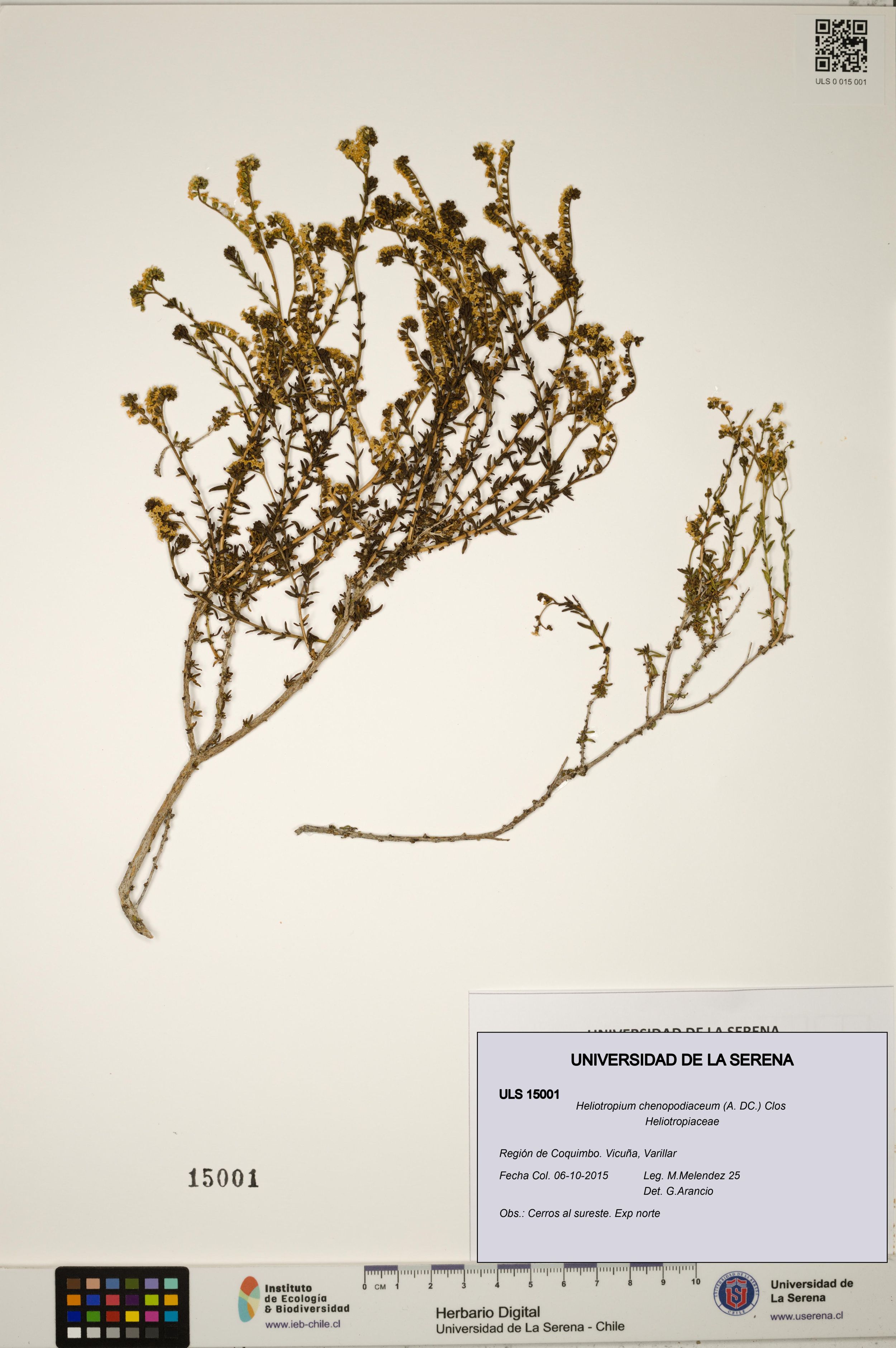 Heliotropium chenopodiaceum [Espécimen: ]