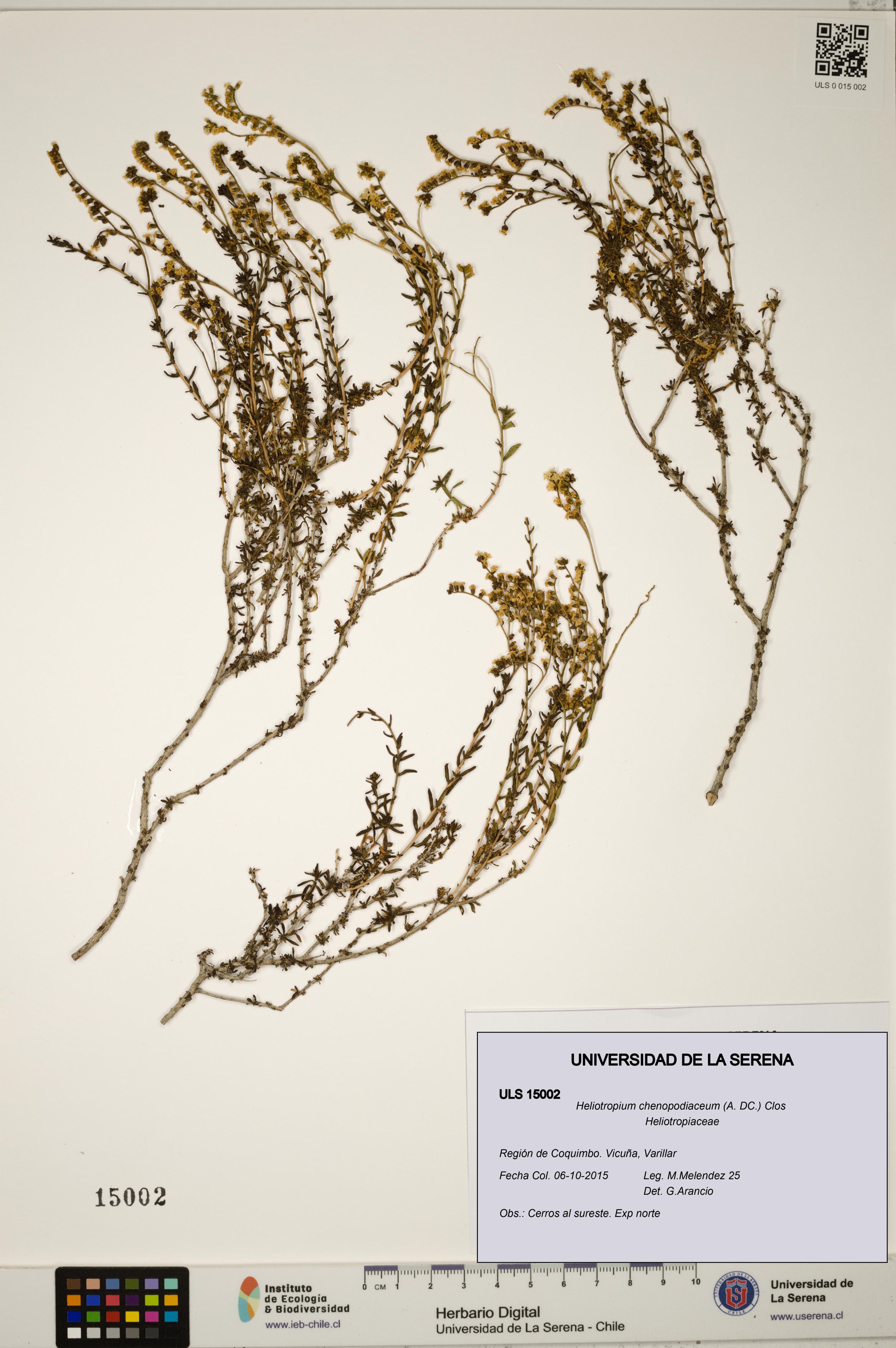 Heliotropium chenopodiaceum [Espécimen: ]