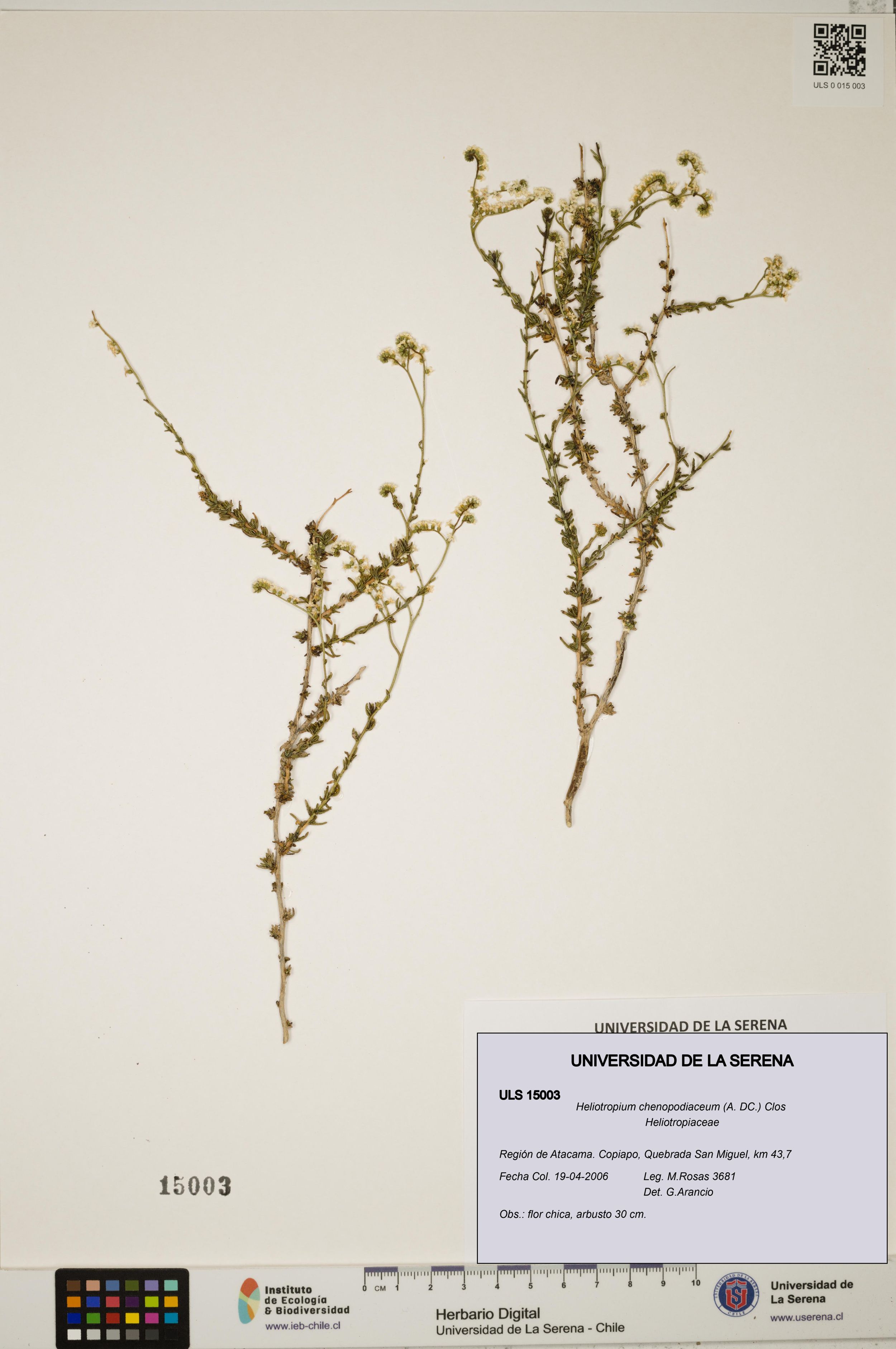 Heliotropium chenopodiaceum [Espécimen: ]