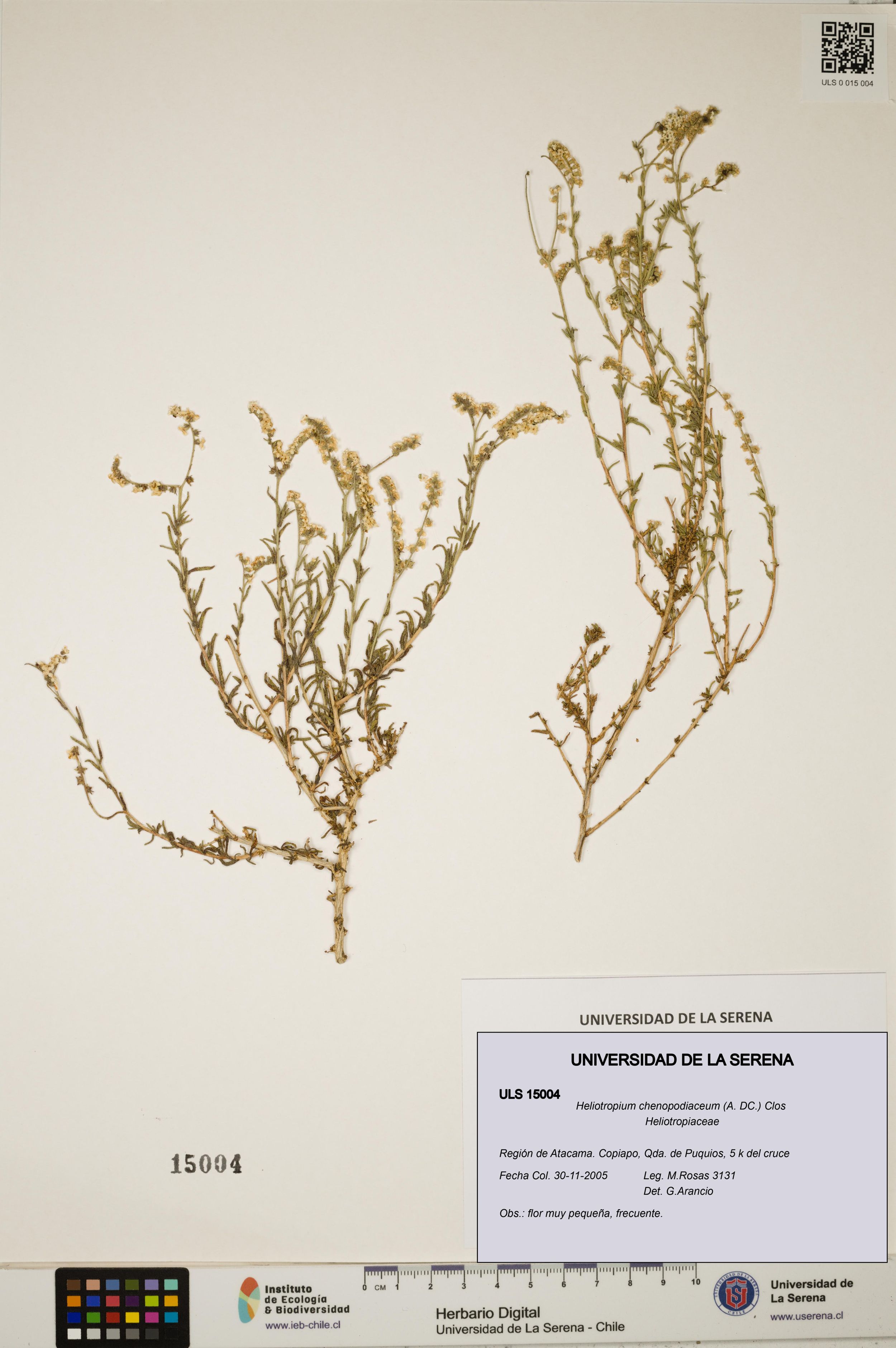 Heliotropium chenopodiaceum [Espécimen: ]