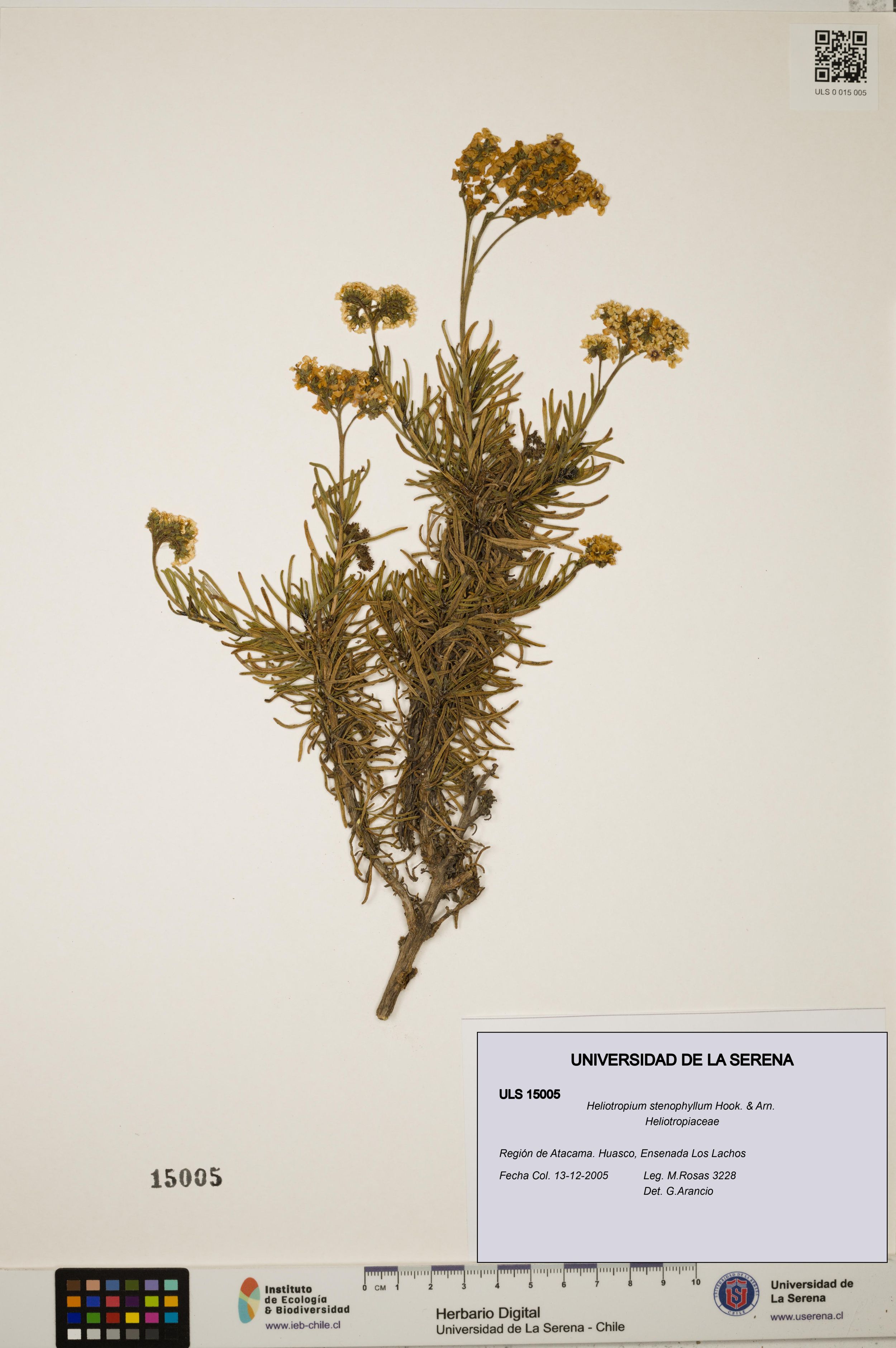 Heliotropium stenophyllum [Espécimen: ]