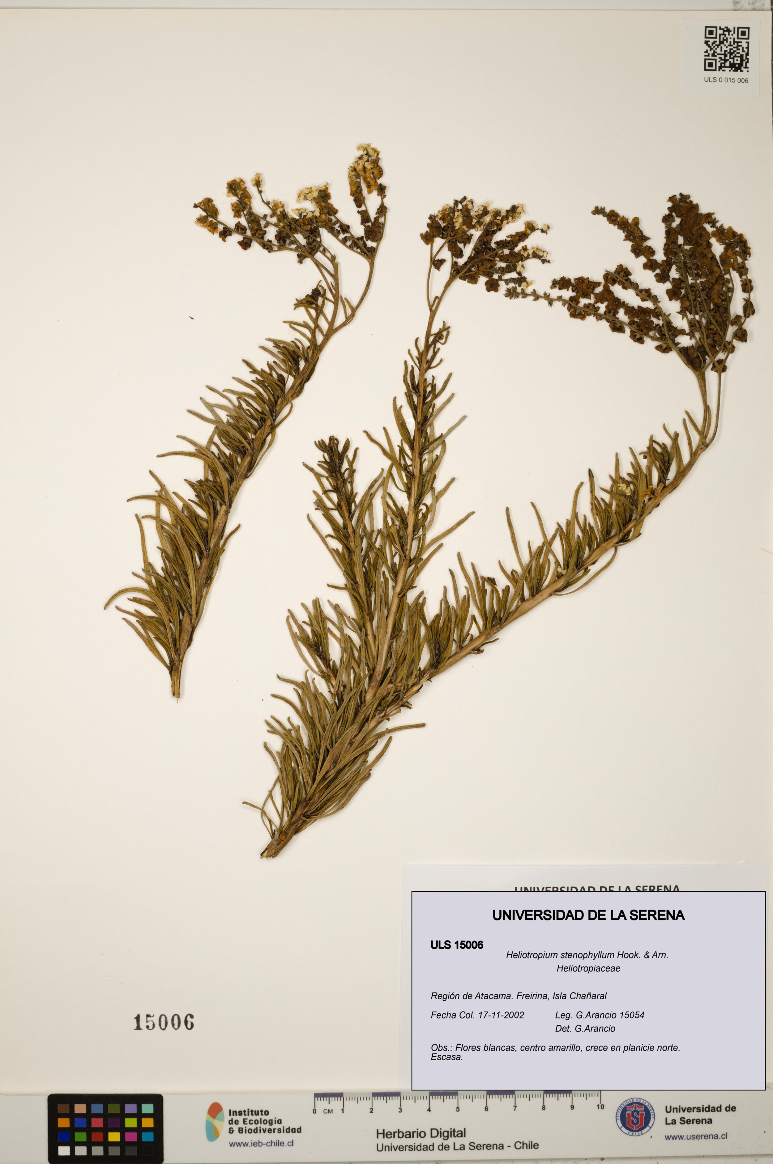 Heliotropium stenophyllum [Espécimen: ]