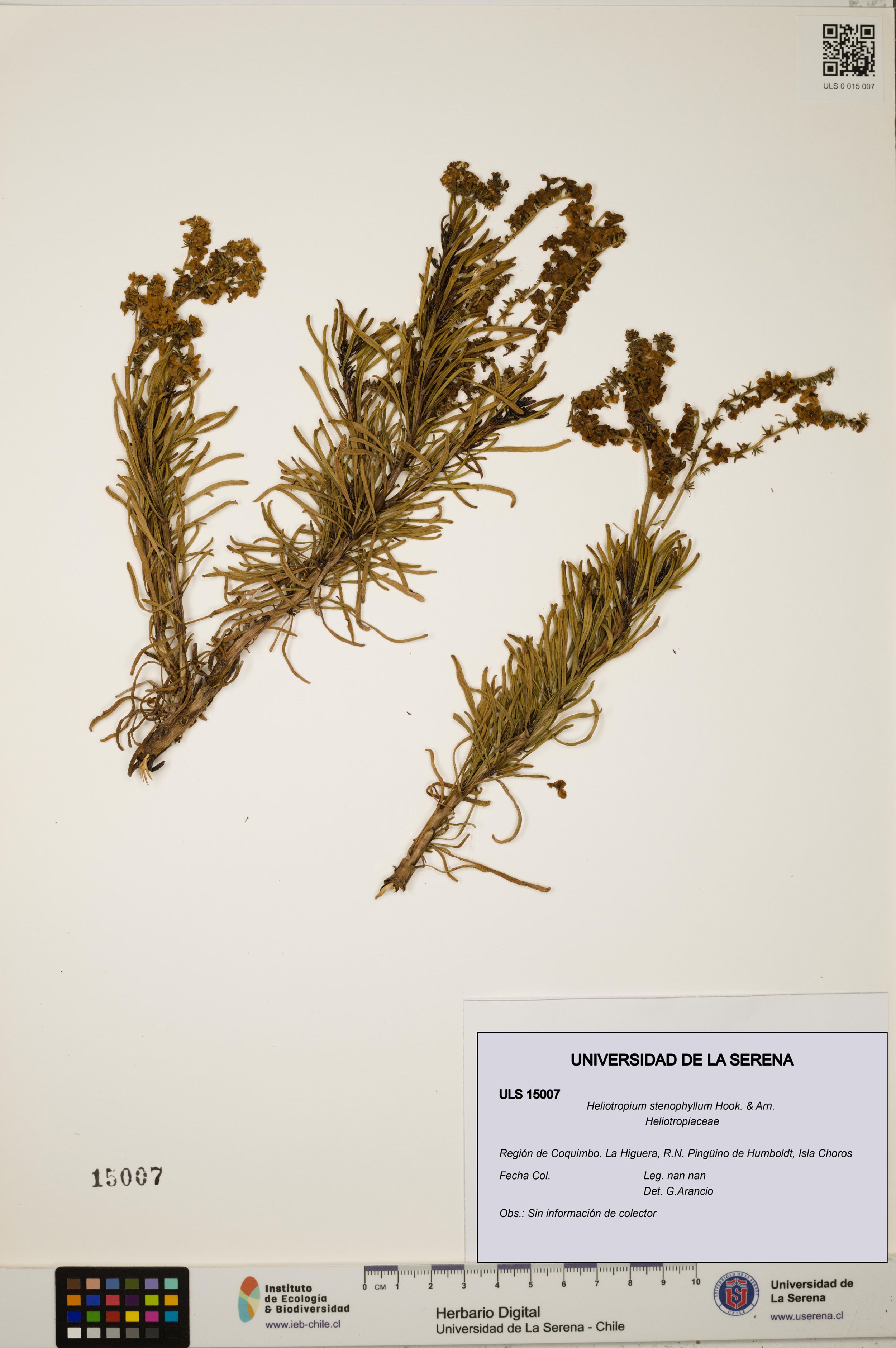 Heliotropium stenophyllum [Espécimen: ]