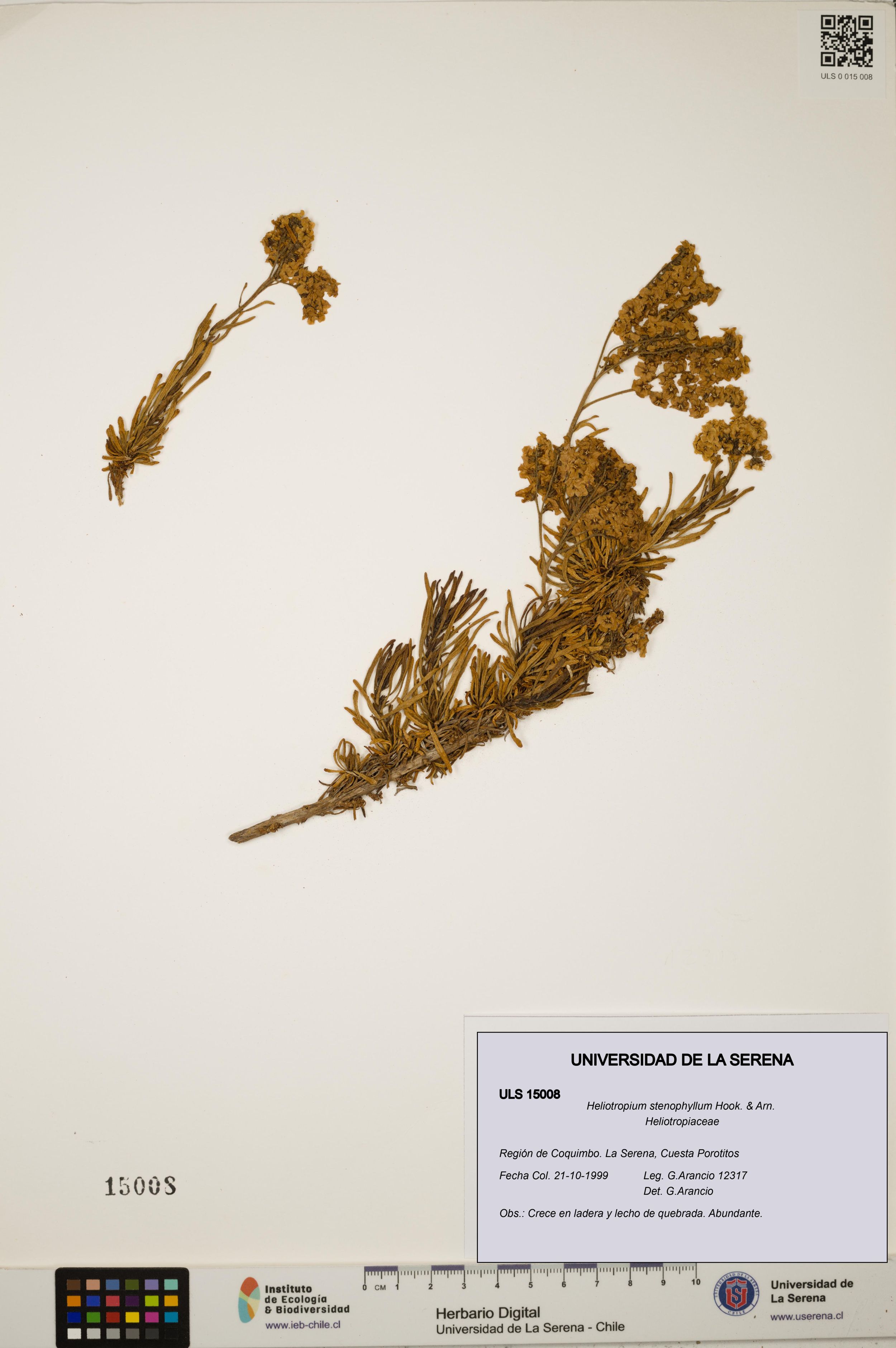 Heliotropium stenophyllum [Espécimen: ]
