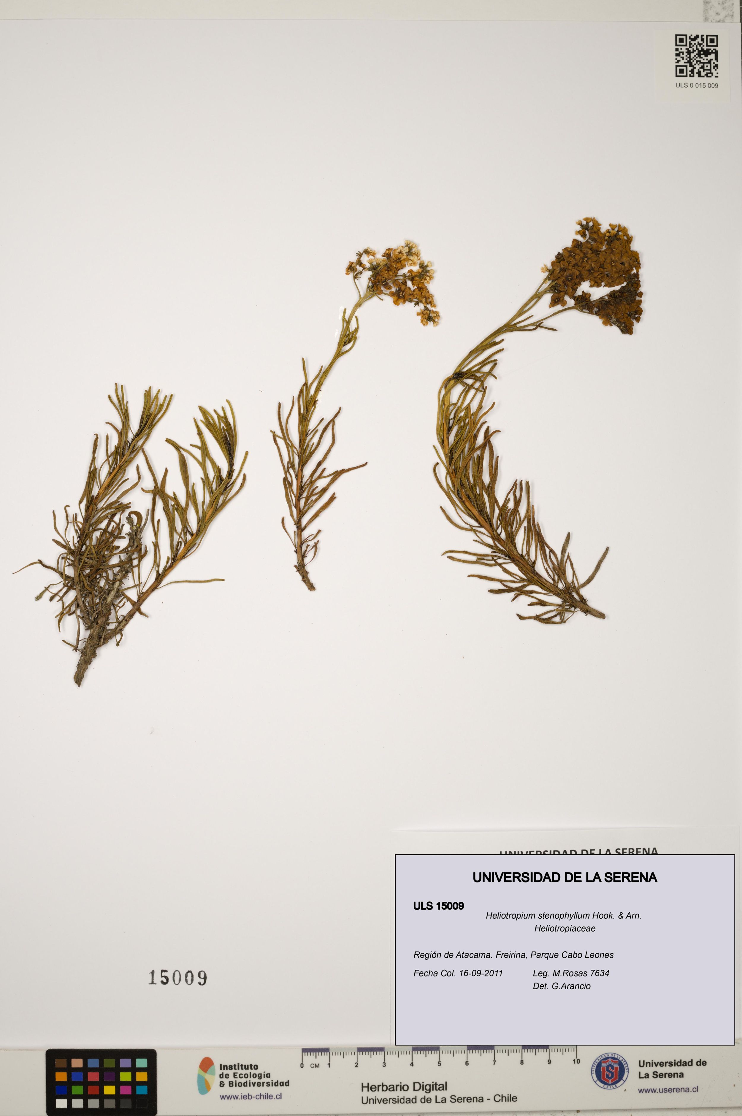 Heliotropium stenophyllum [Espécimen: ]