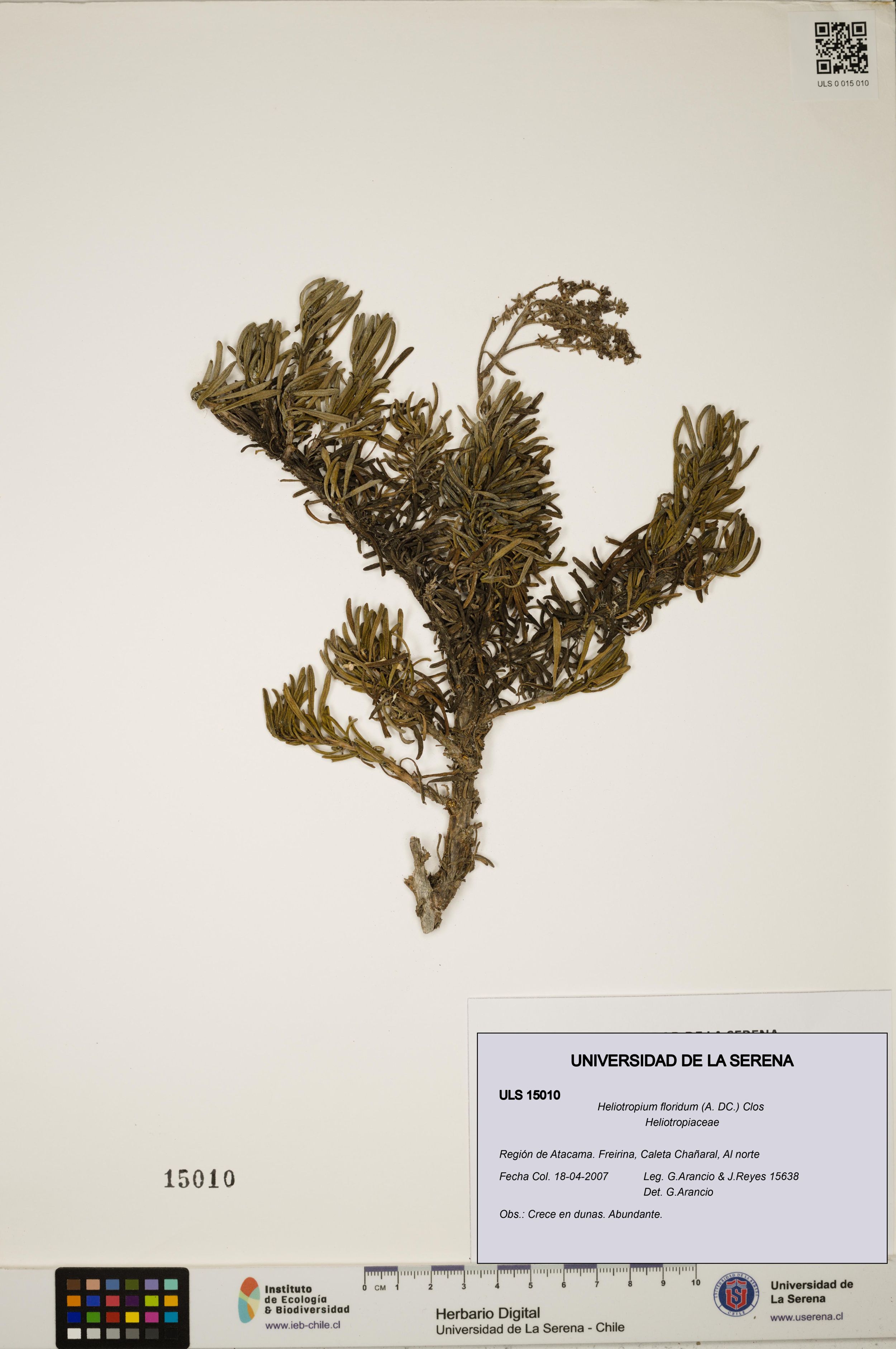 Heliotropium floridum [Espécimen: ]