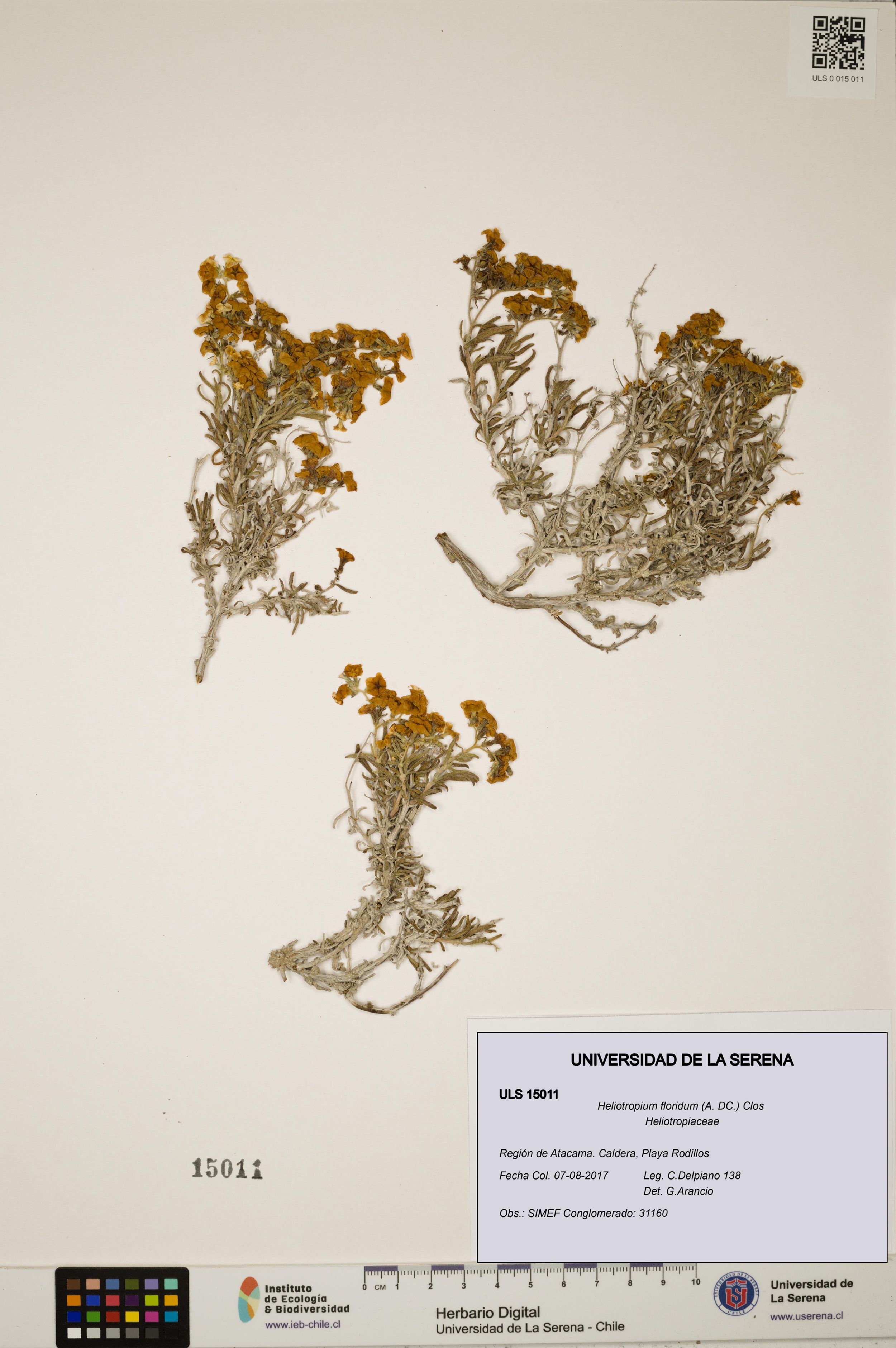 Heliotropium floridum [Espécimen: ]