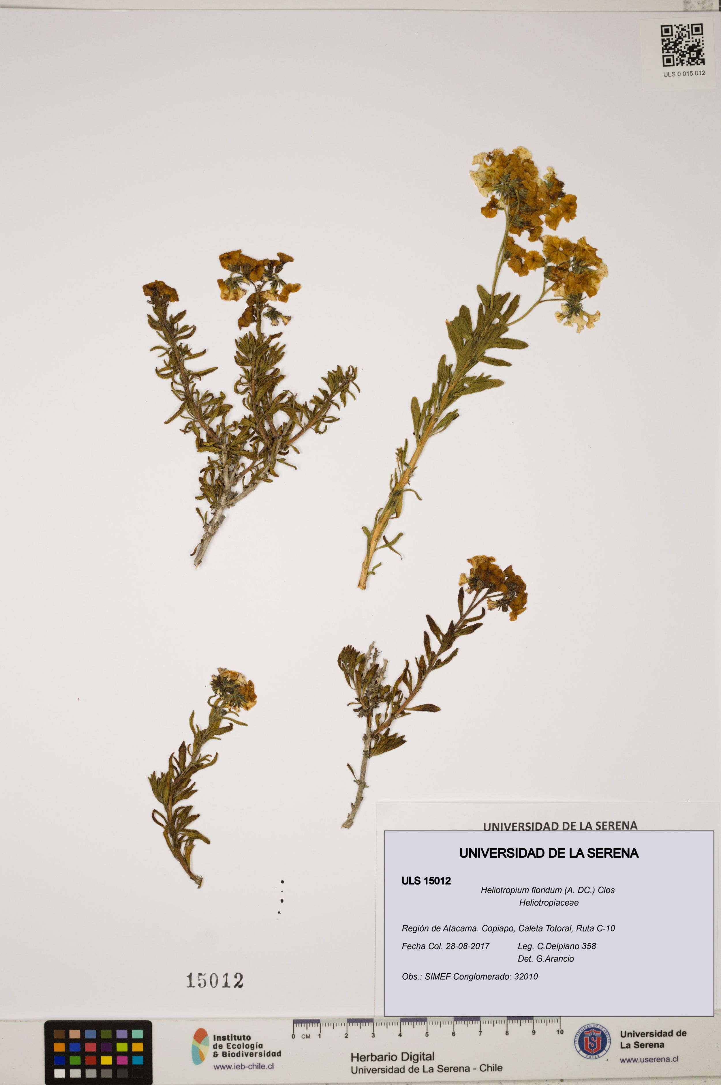 Heliotropium floridum [Espécimen: ]