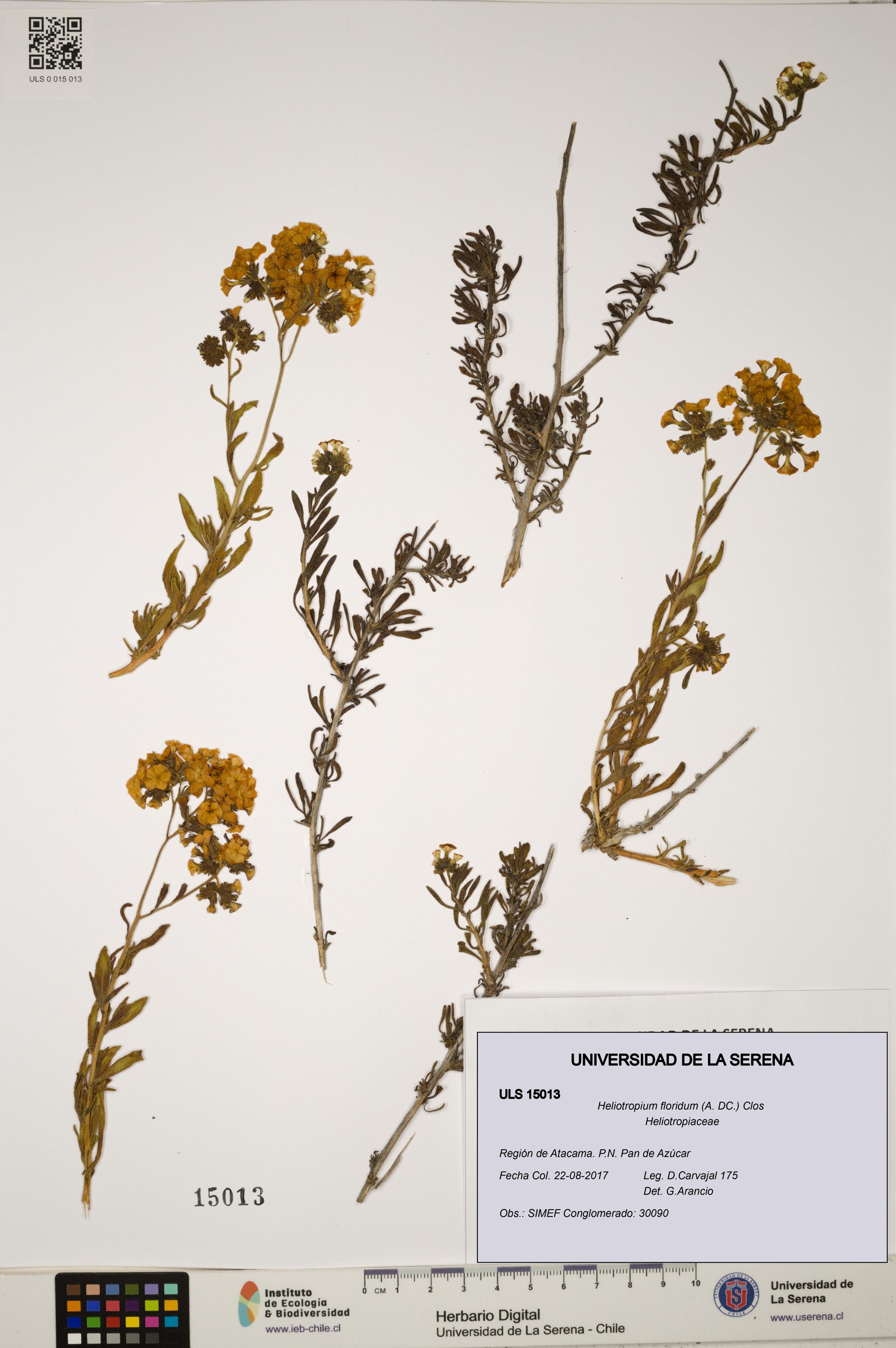 Heliotropium floridum [Espécimen: ]