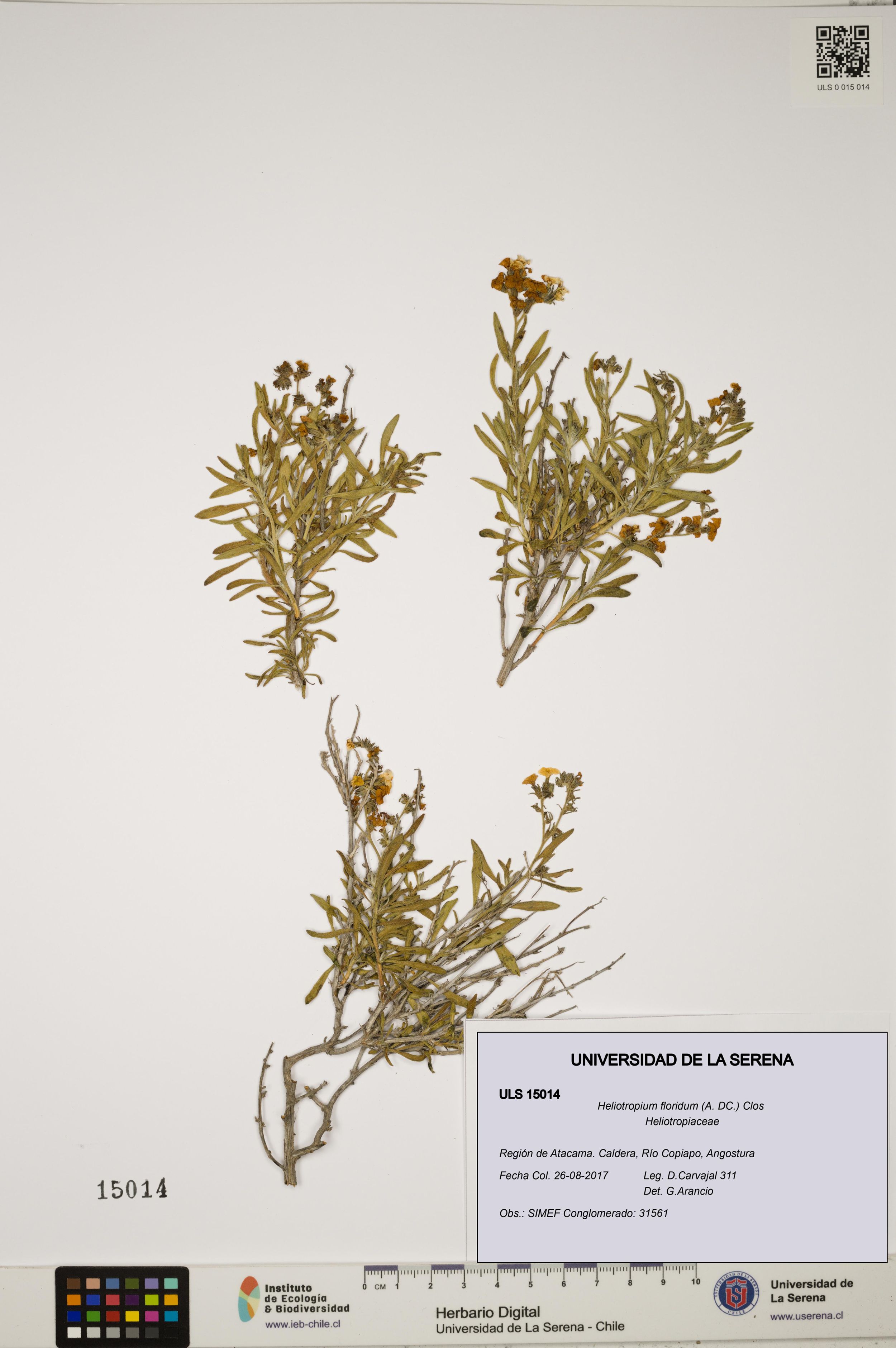 Heliotropium floridum [Espécimen: ]