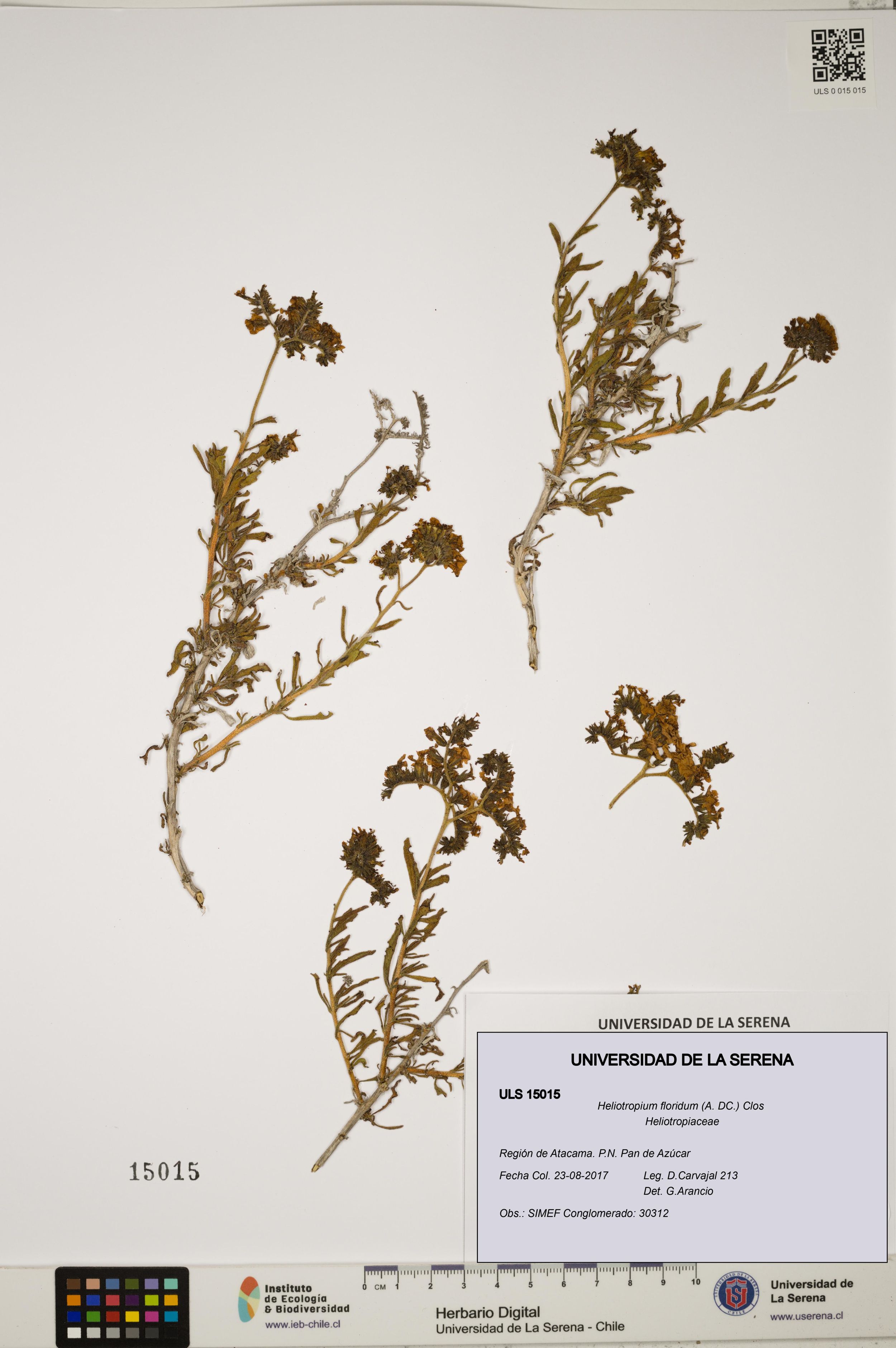 Heliotropium floridum [Espécimen: ]
