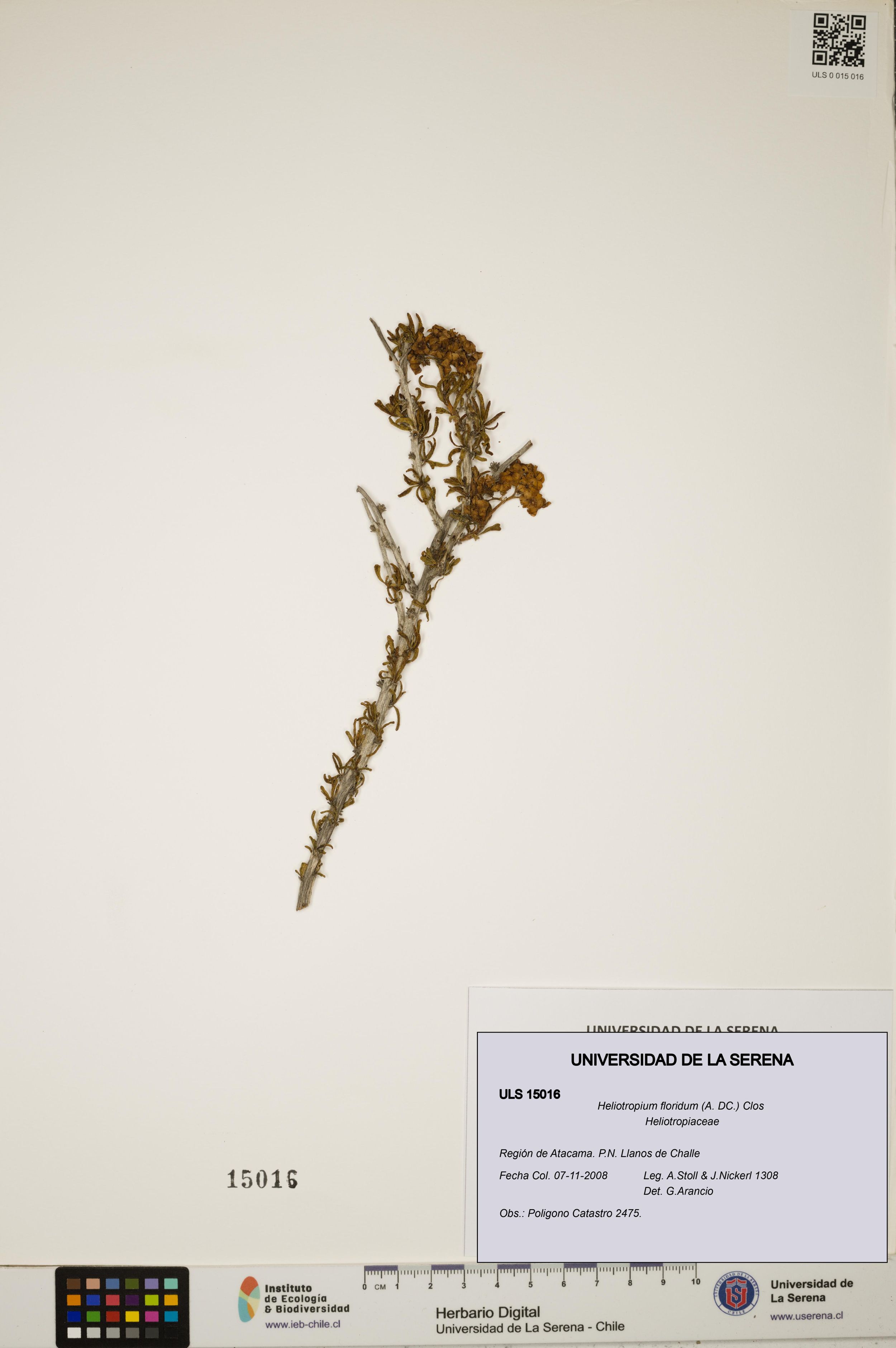 Heliotropium floridum [Espécimen: ]