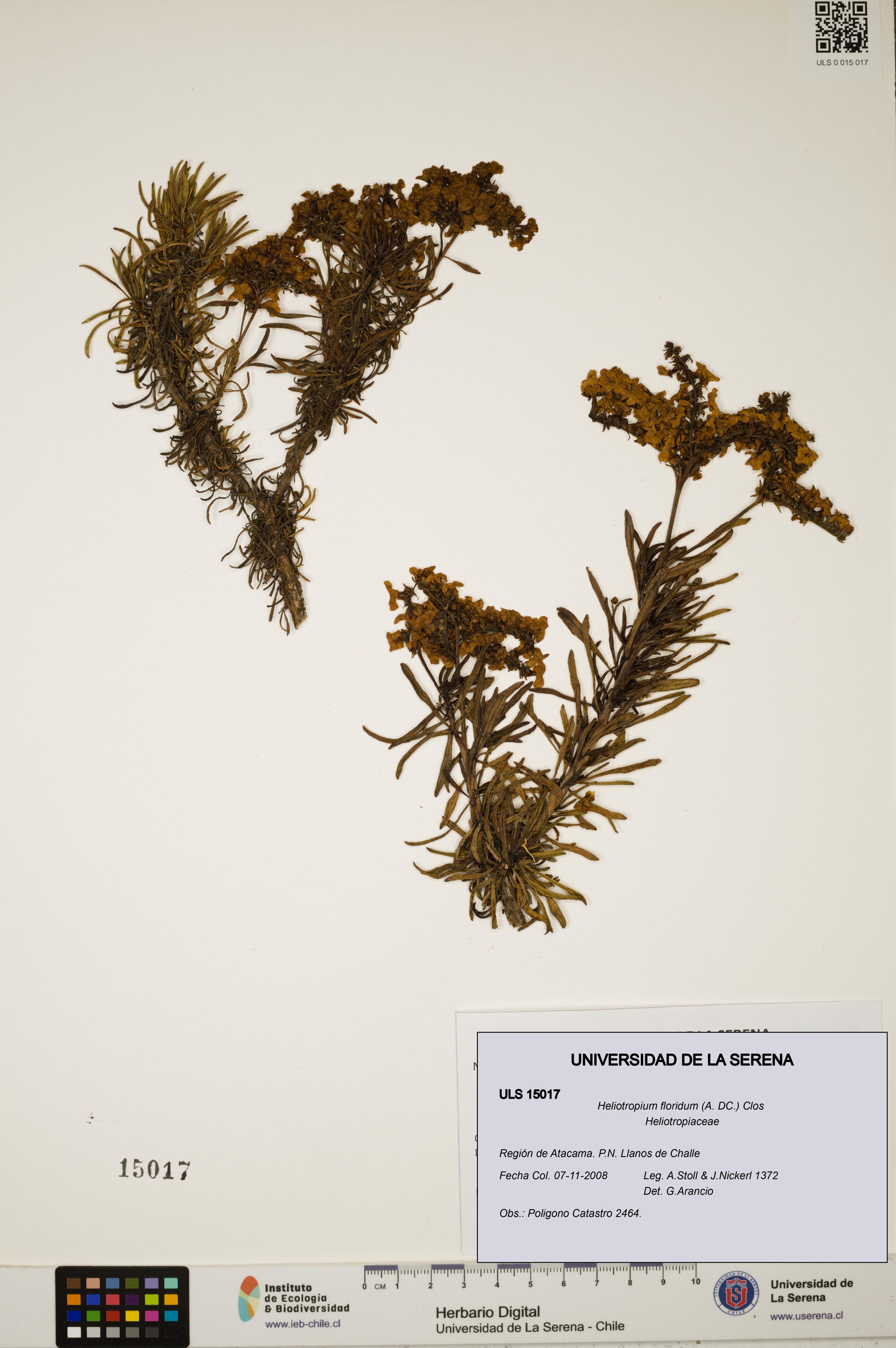 Heliotropium floridum [Espécimen: ]