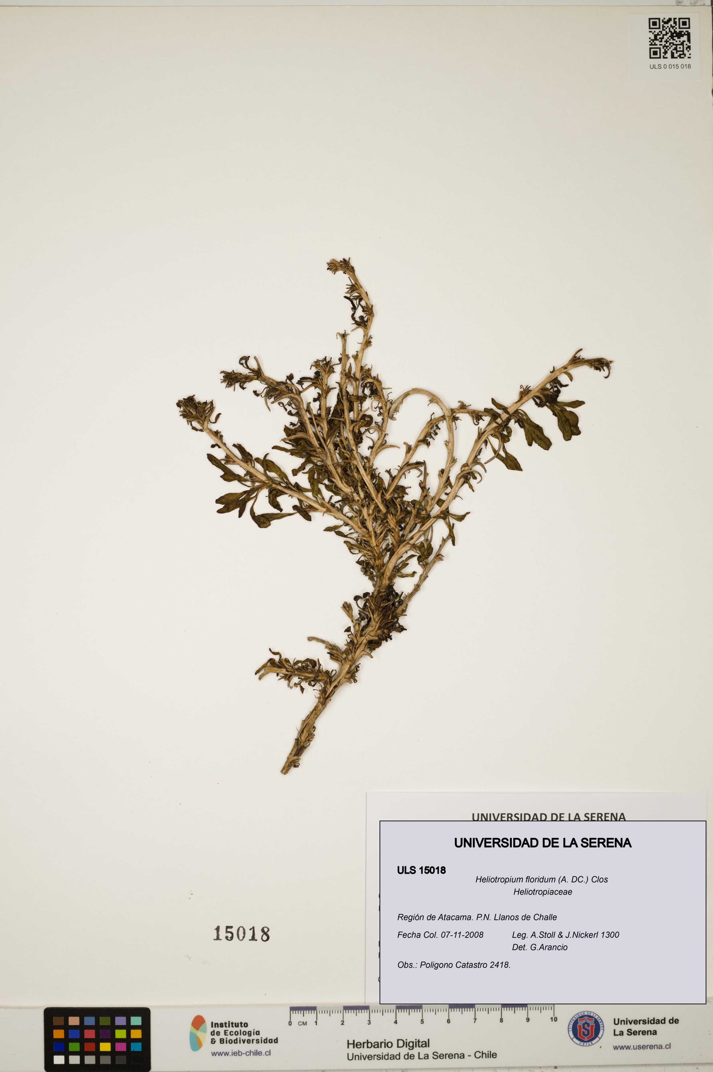 Heliotropium floridum [Espécimen: ]