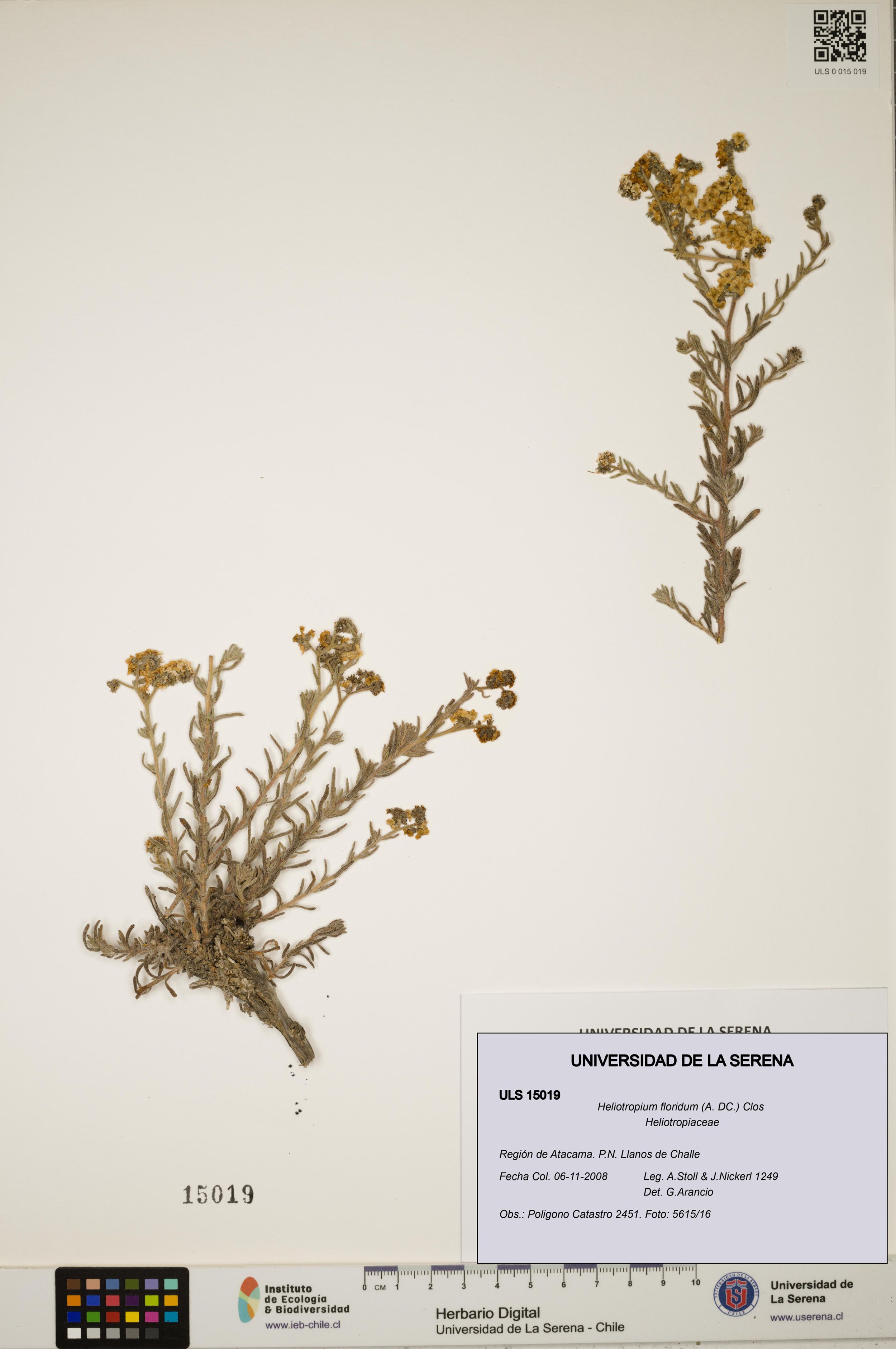 Heliotropium floridum [Espécimen: ]