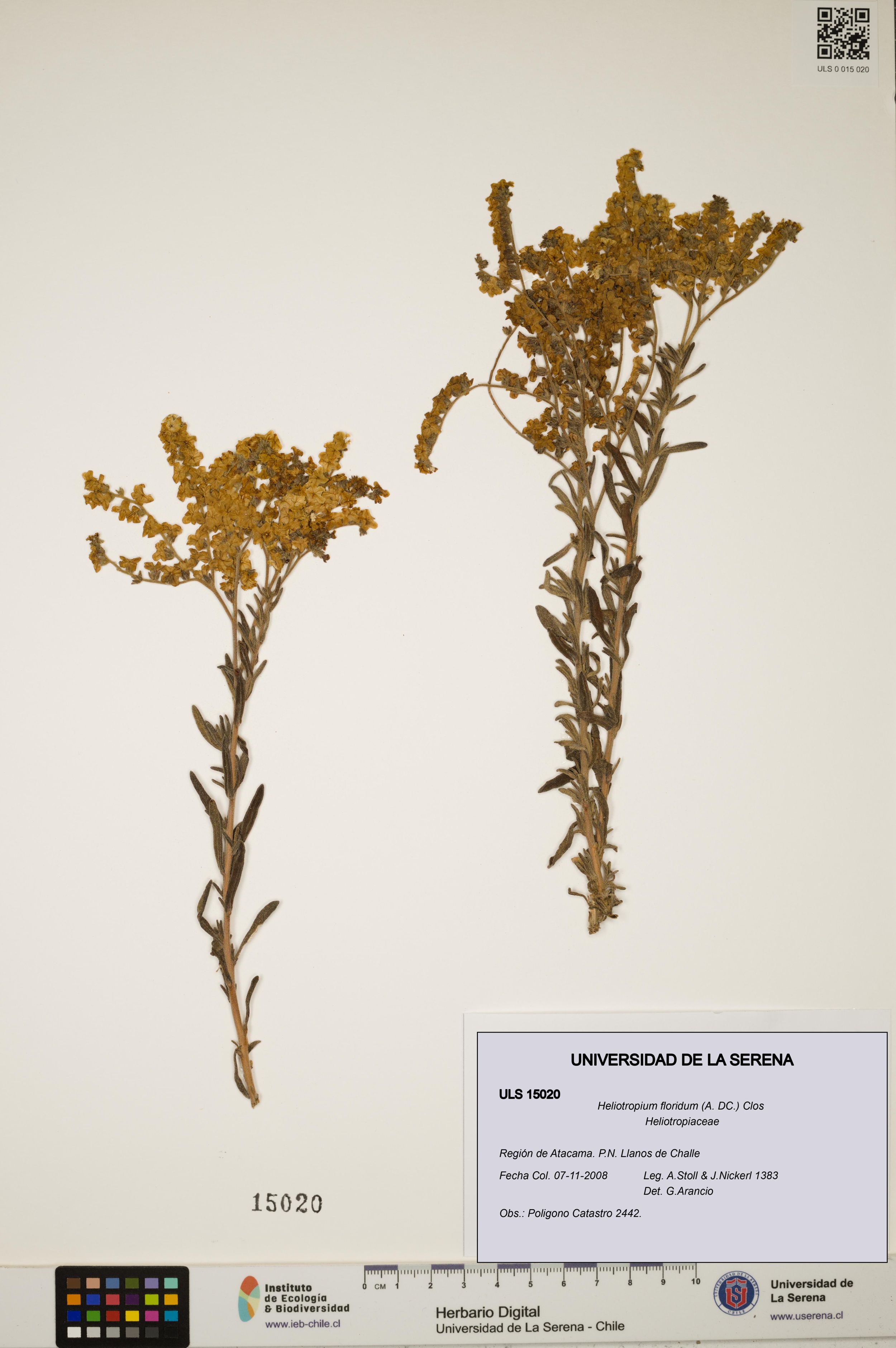 Heliotropium floridum [Espécimen: ]