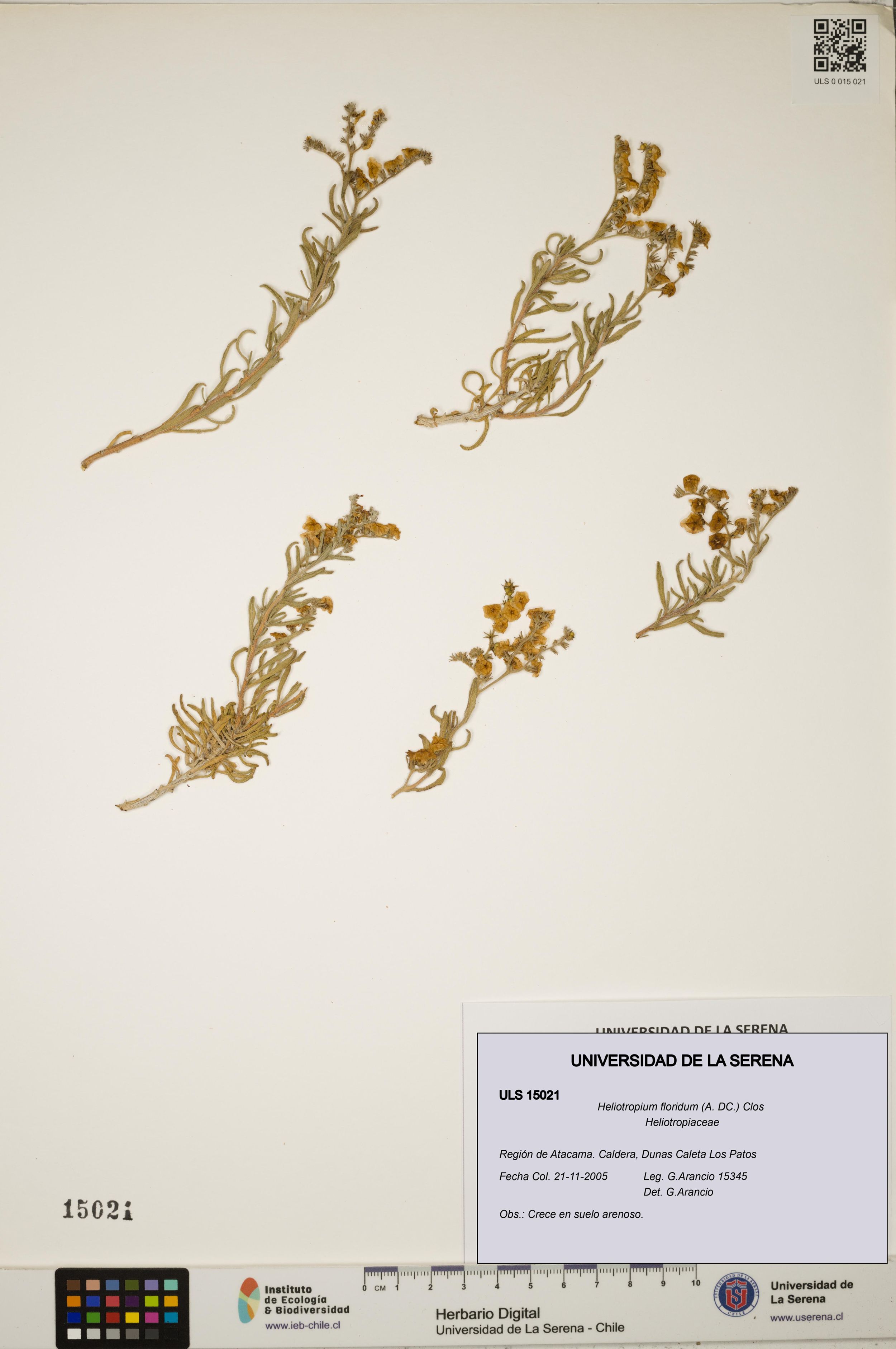Heliotropium floridum [Espécimen: ]