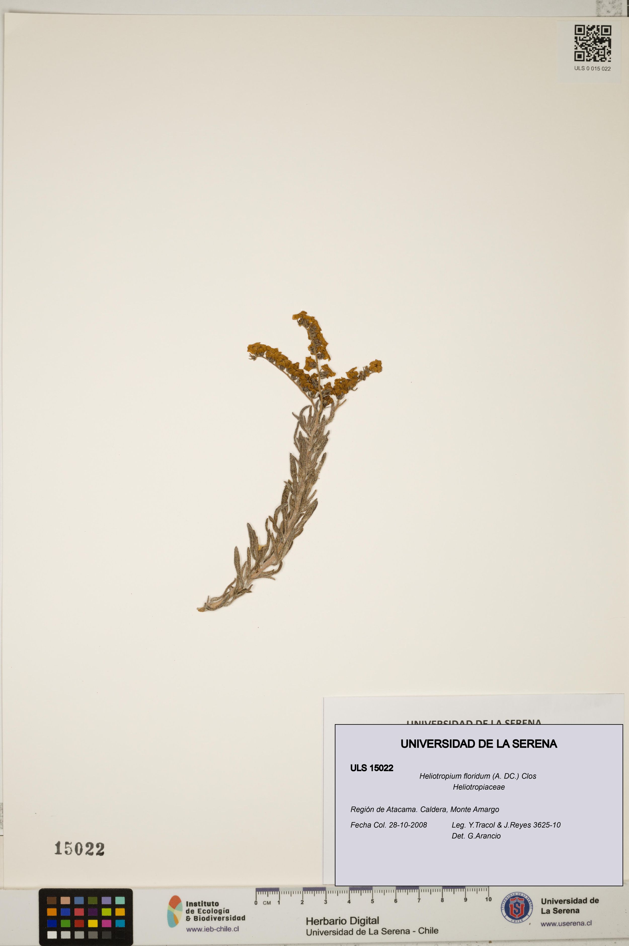 Heliotropium floridum [Espécimen: ]