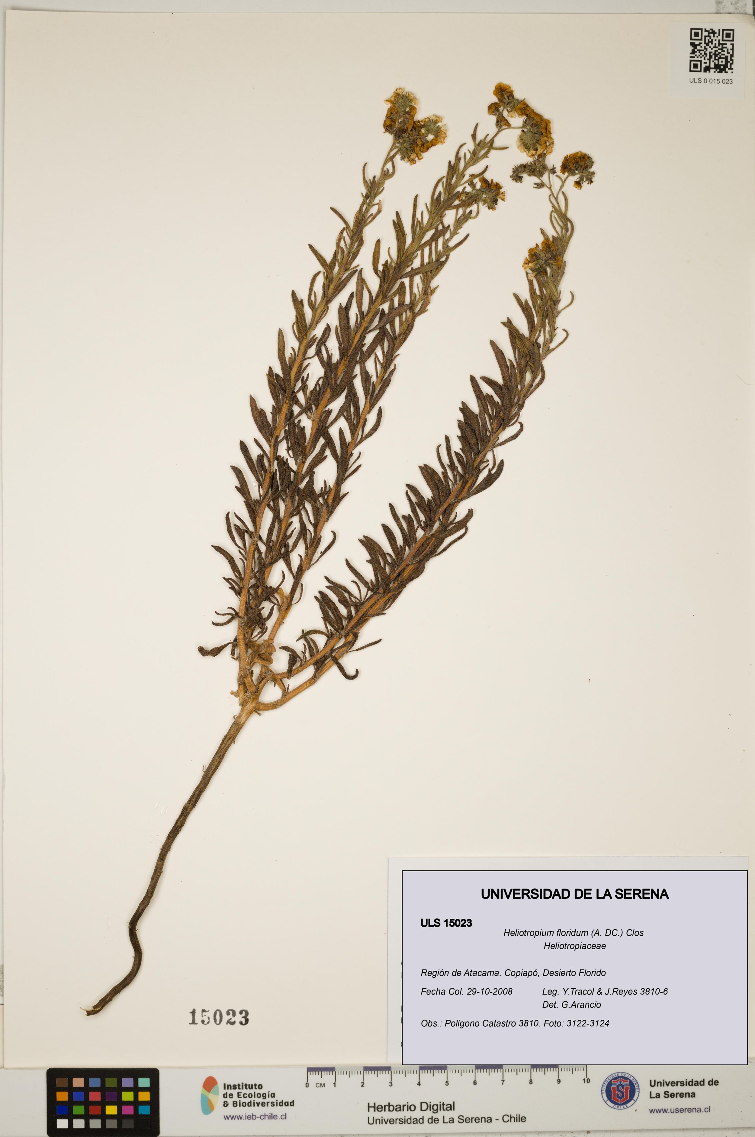 Heliotropium floridum [Espécimen: ]