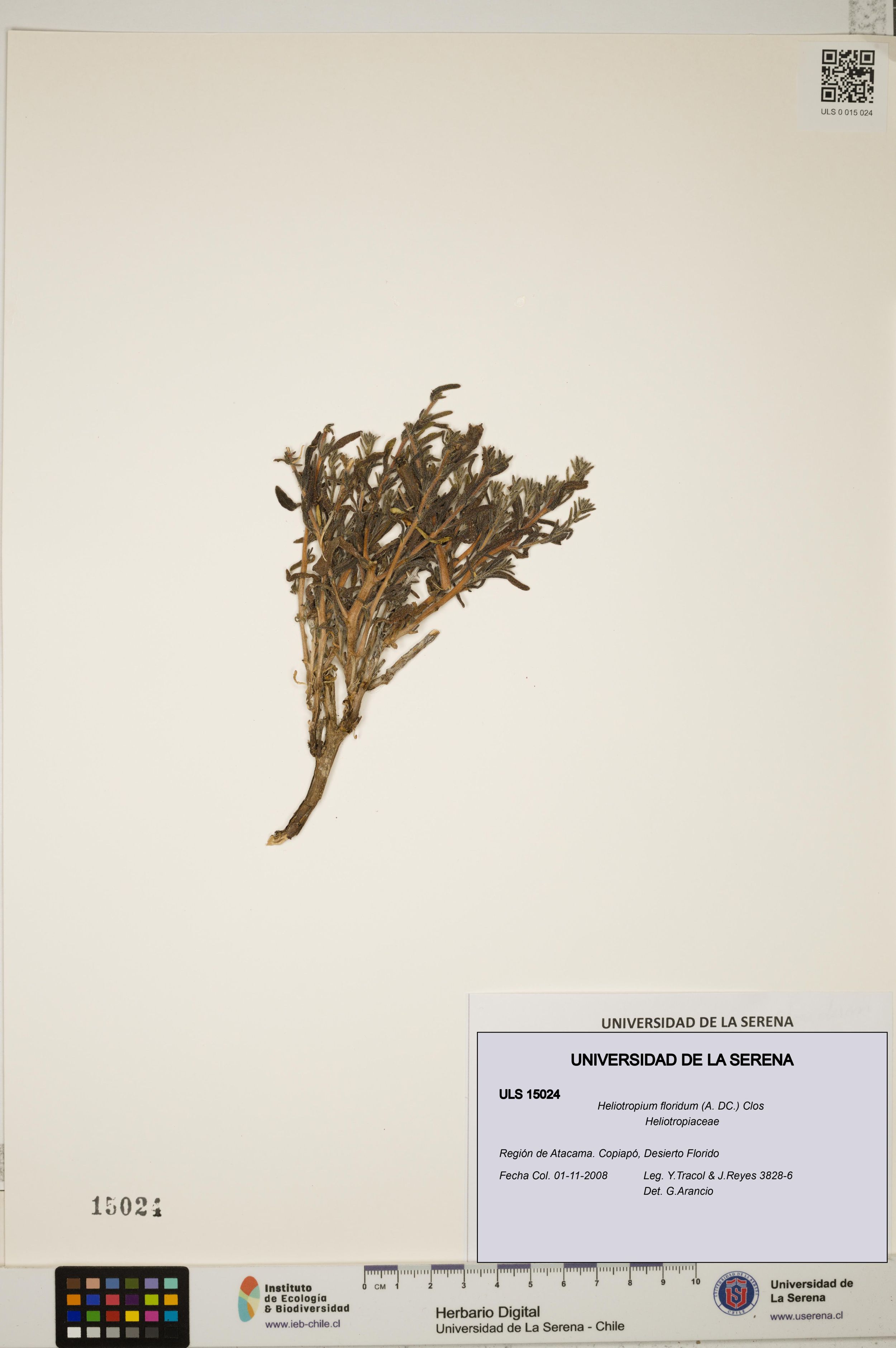 Heliotropium floridum [Espécimen: ]