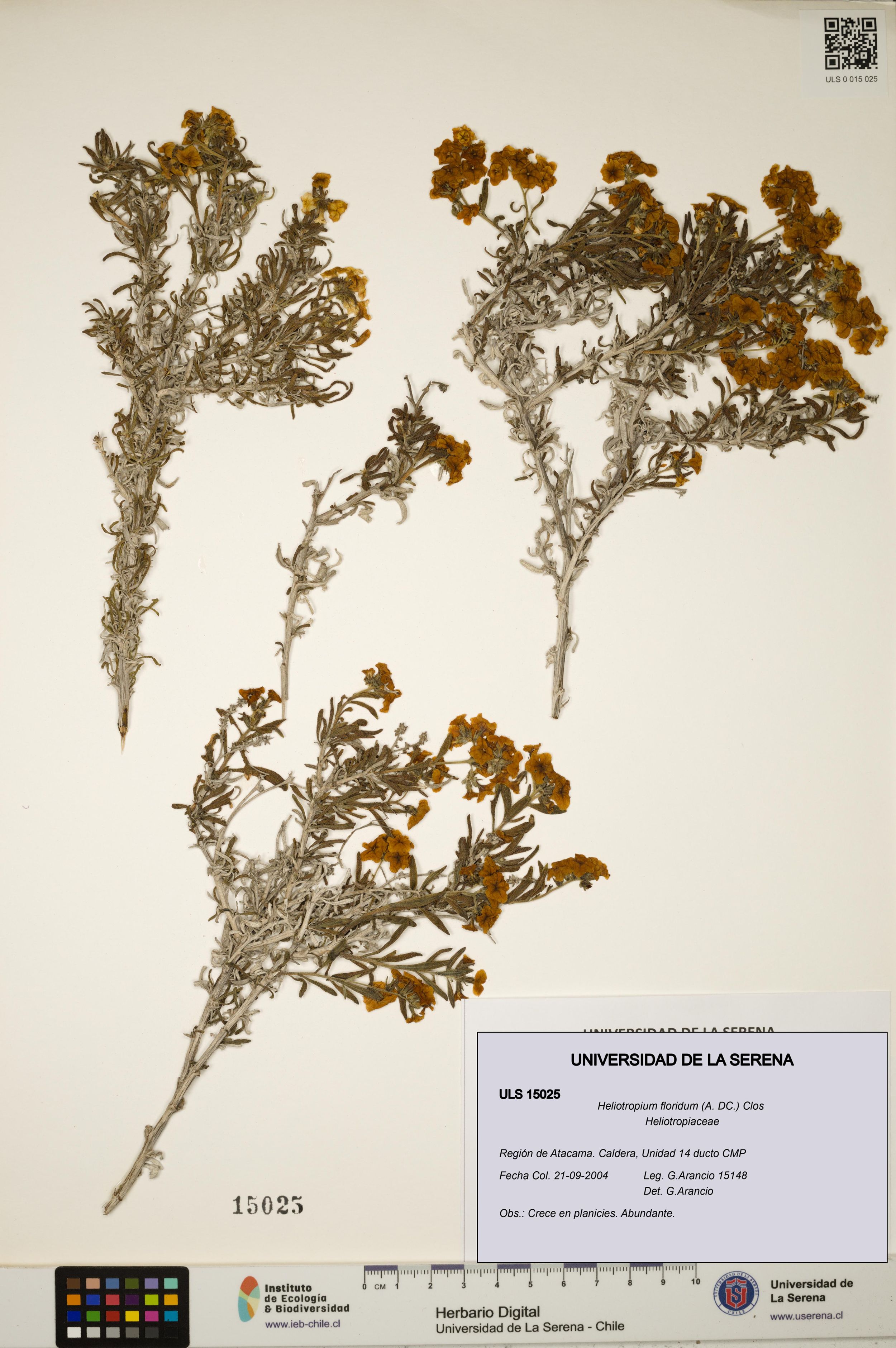 Heliotropium floridum [Espécimen: ]