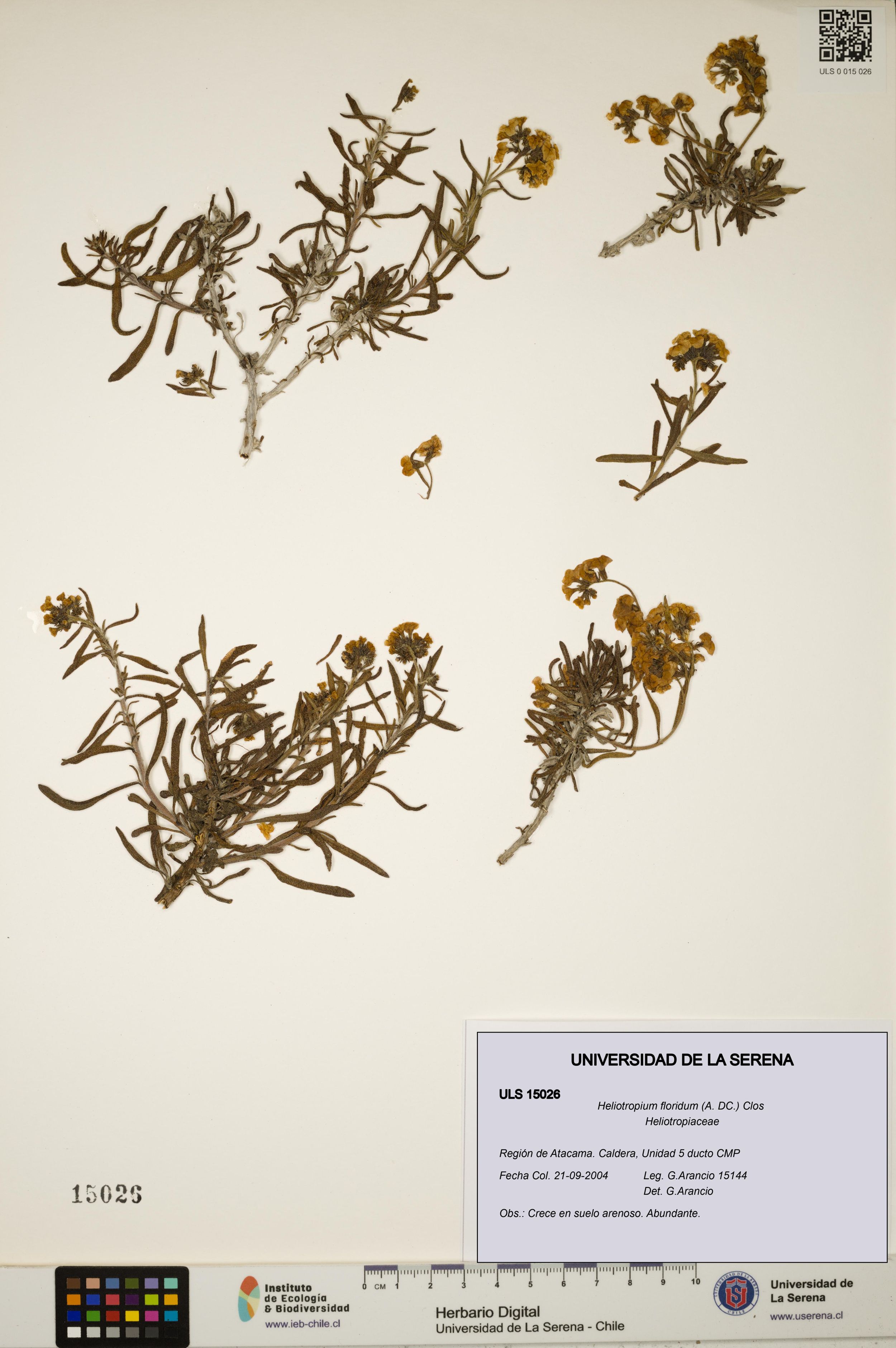 Heliotropium floridum [Espécimen: ]