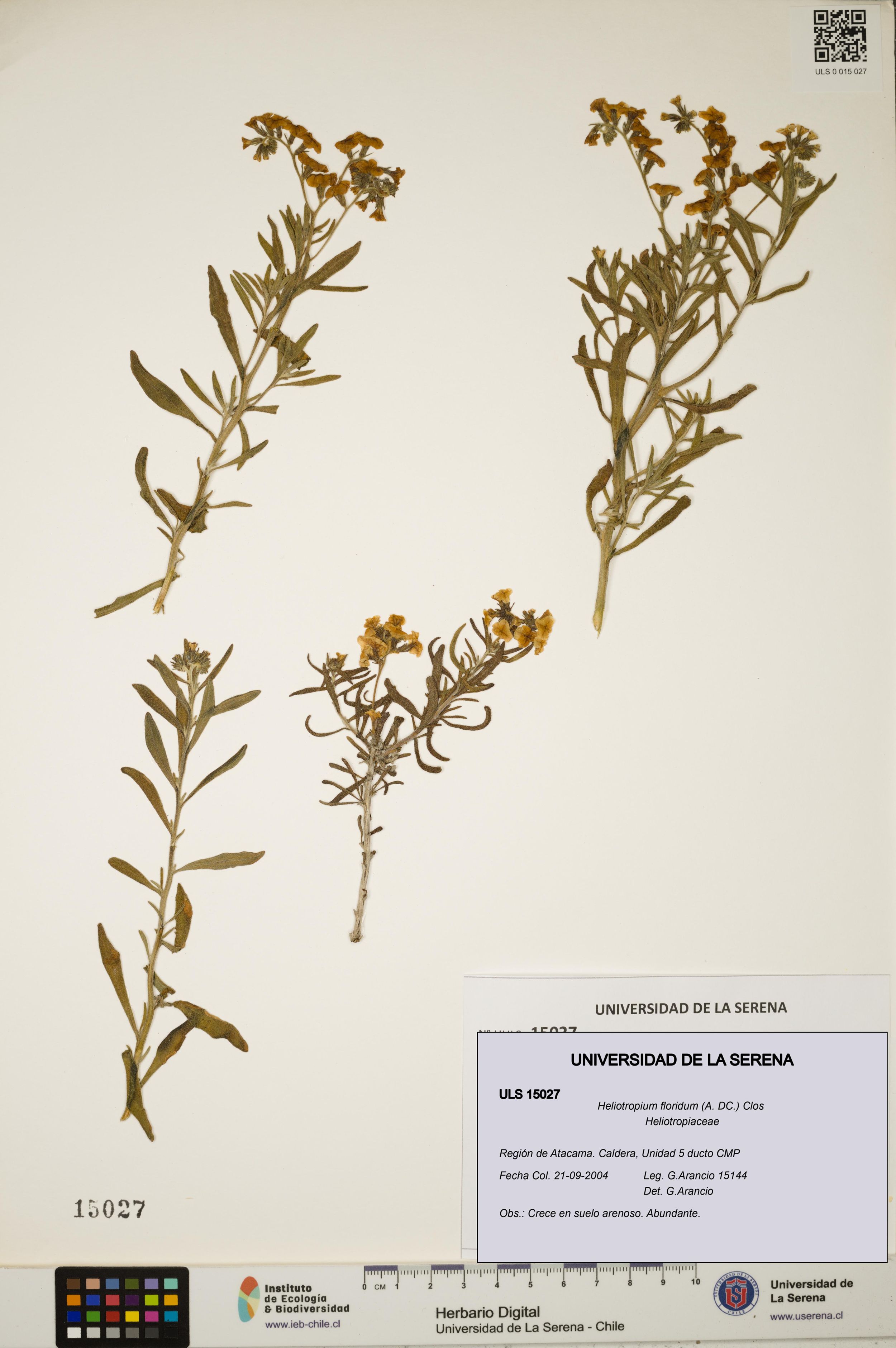 Heliotropium floridum [Espécimen: ]
