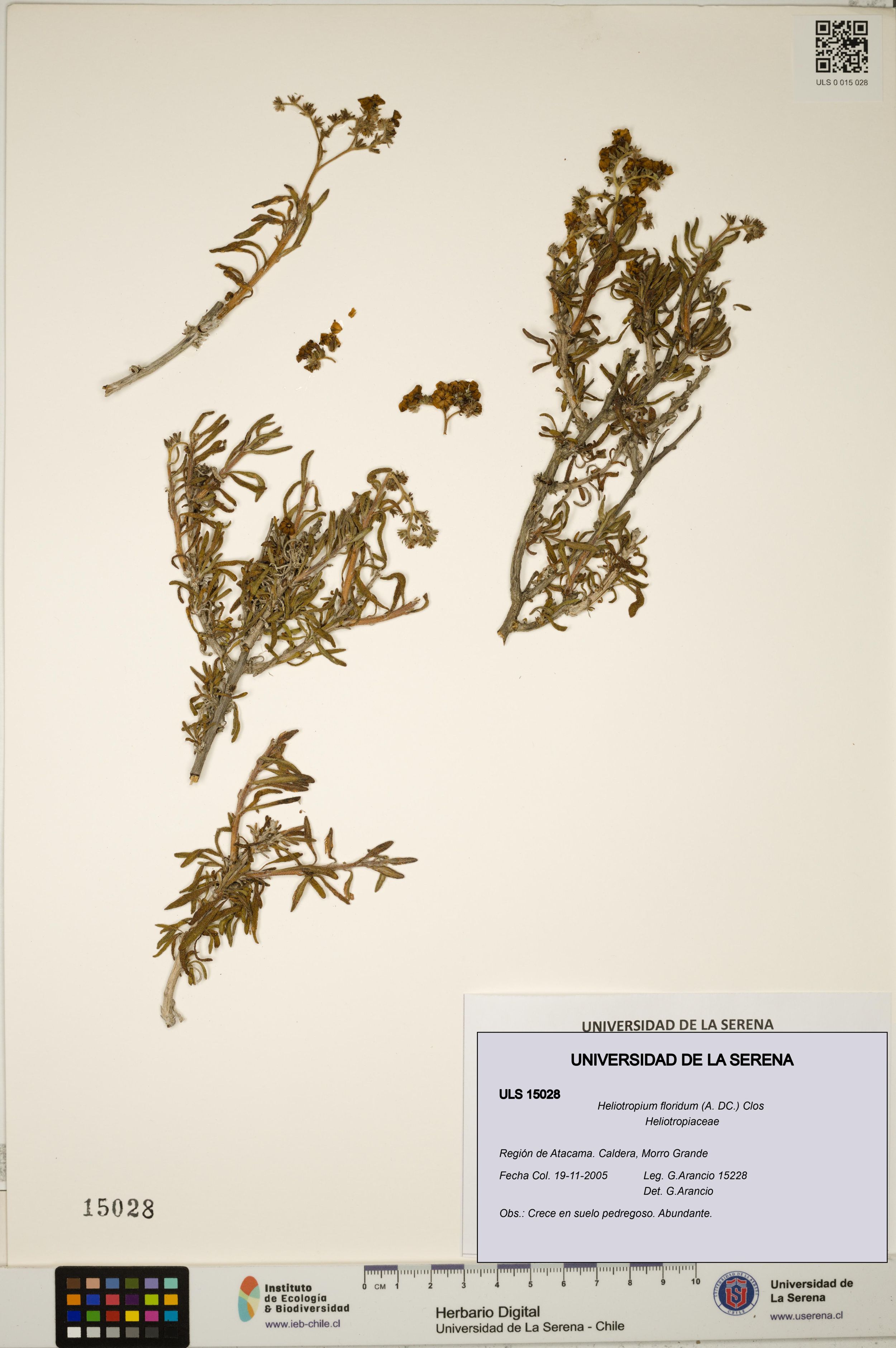 Heliotropium floridum [Espécimen: ]