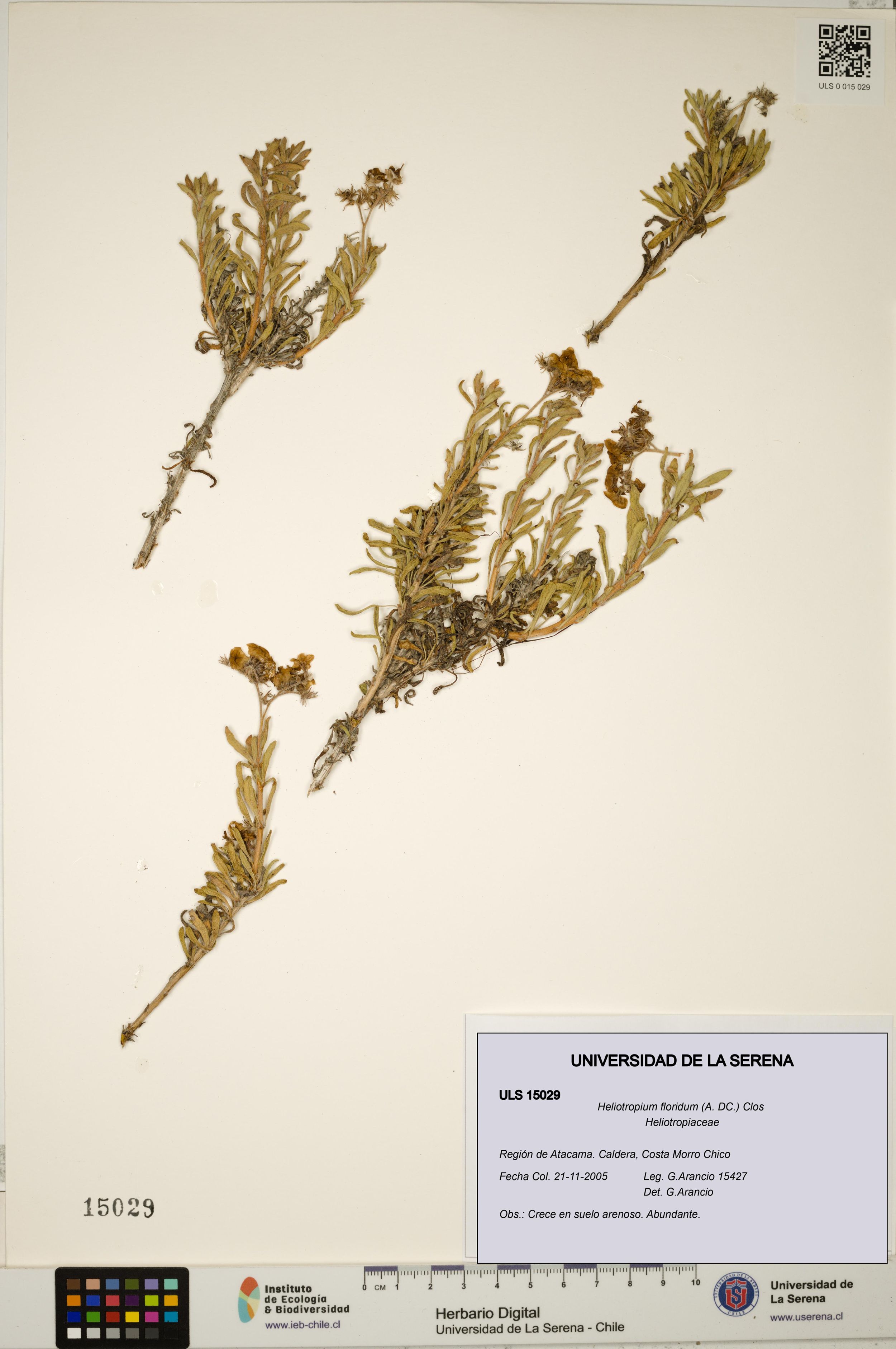 Heliotropium floridum [Espécimen: ]