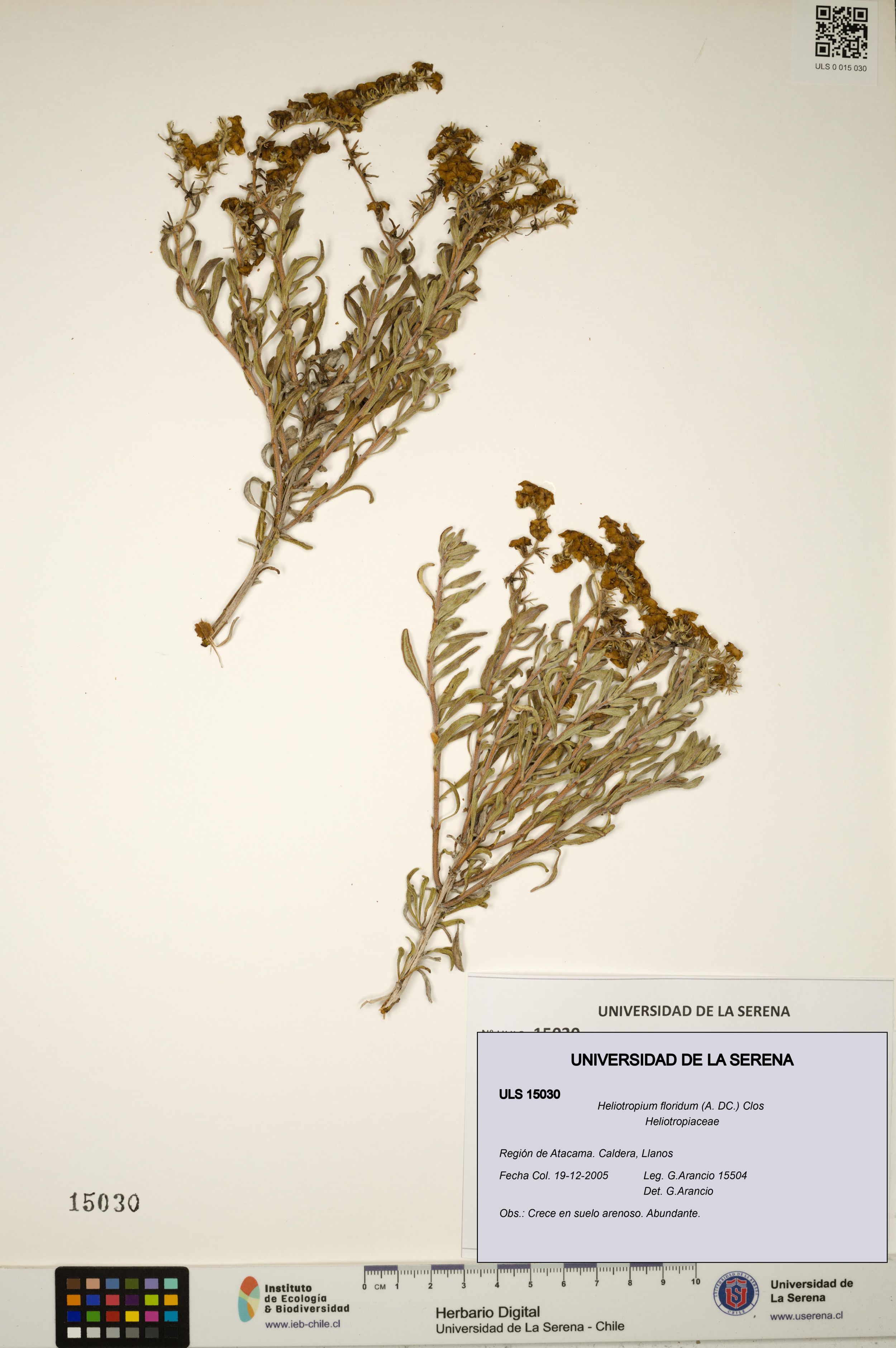 Heliotropium floridum [Espécimen: ]