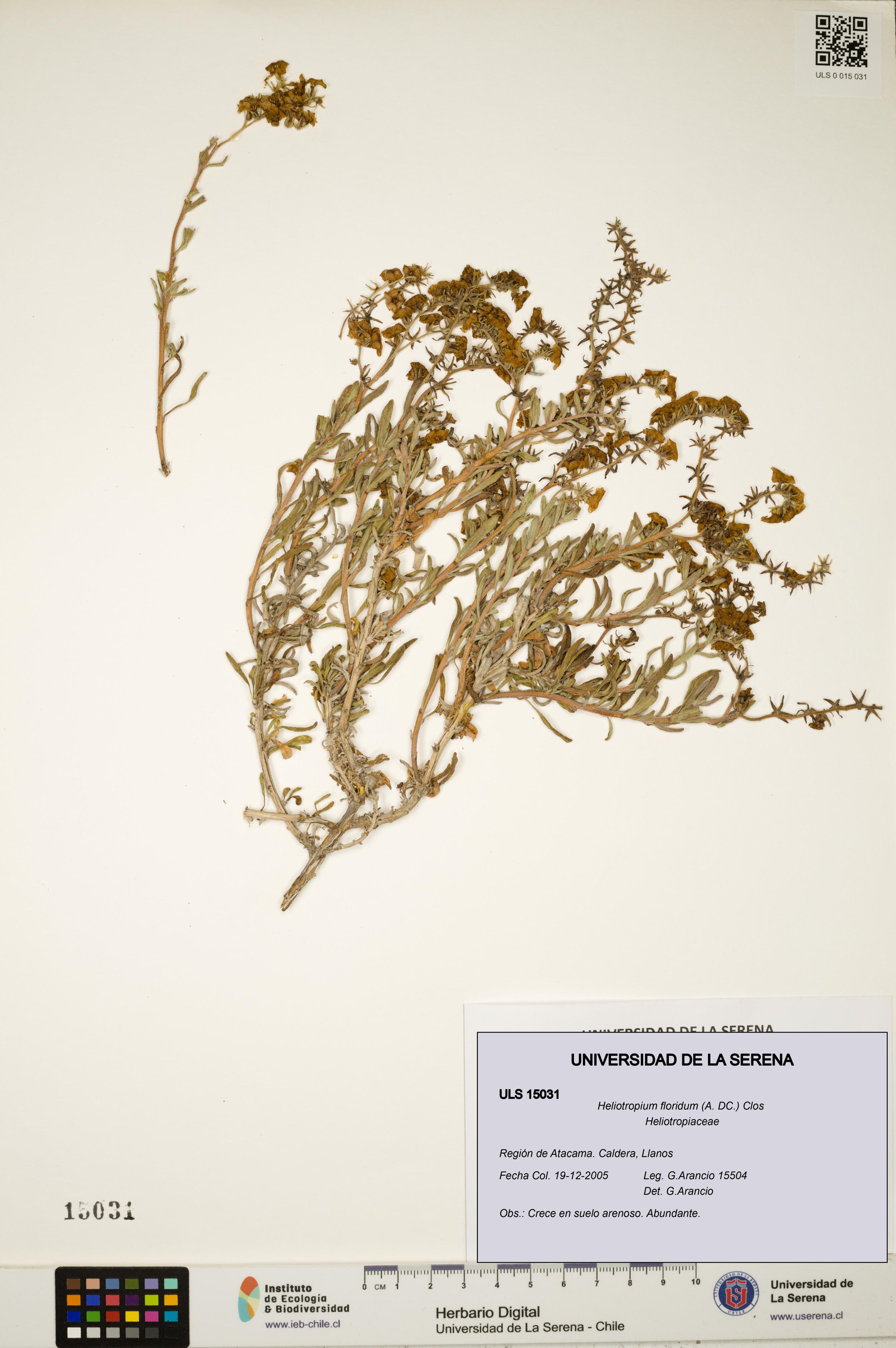 Heliotropium floridum [Espécimen: ]