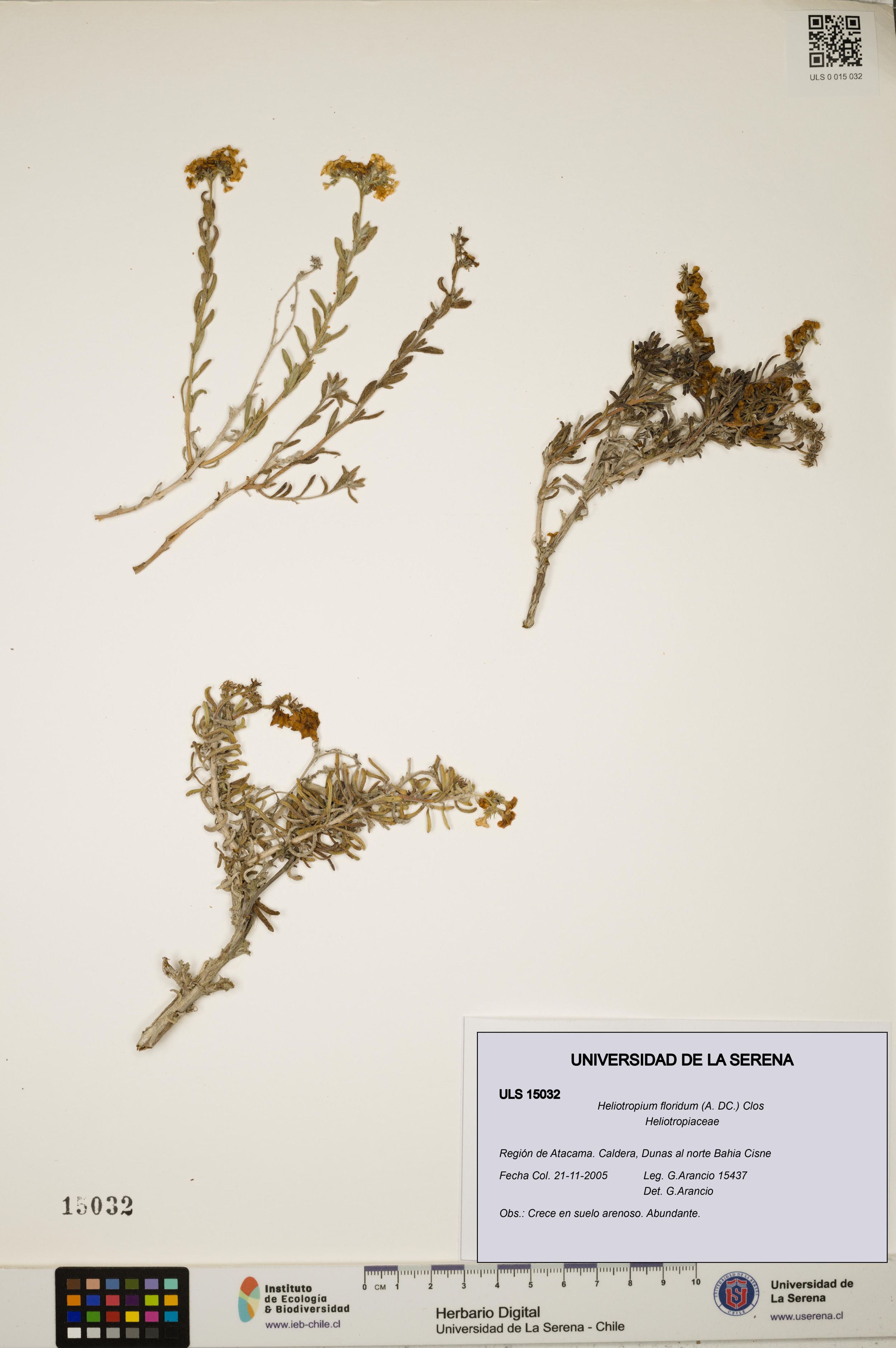 Heliotropium floridum [Espécimen: ]